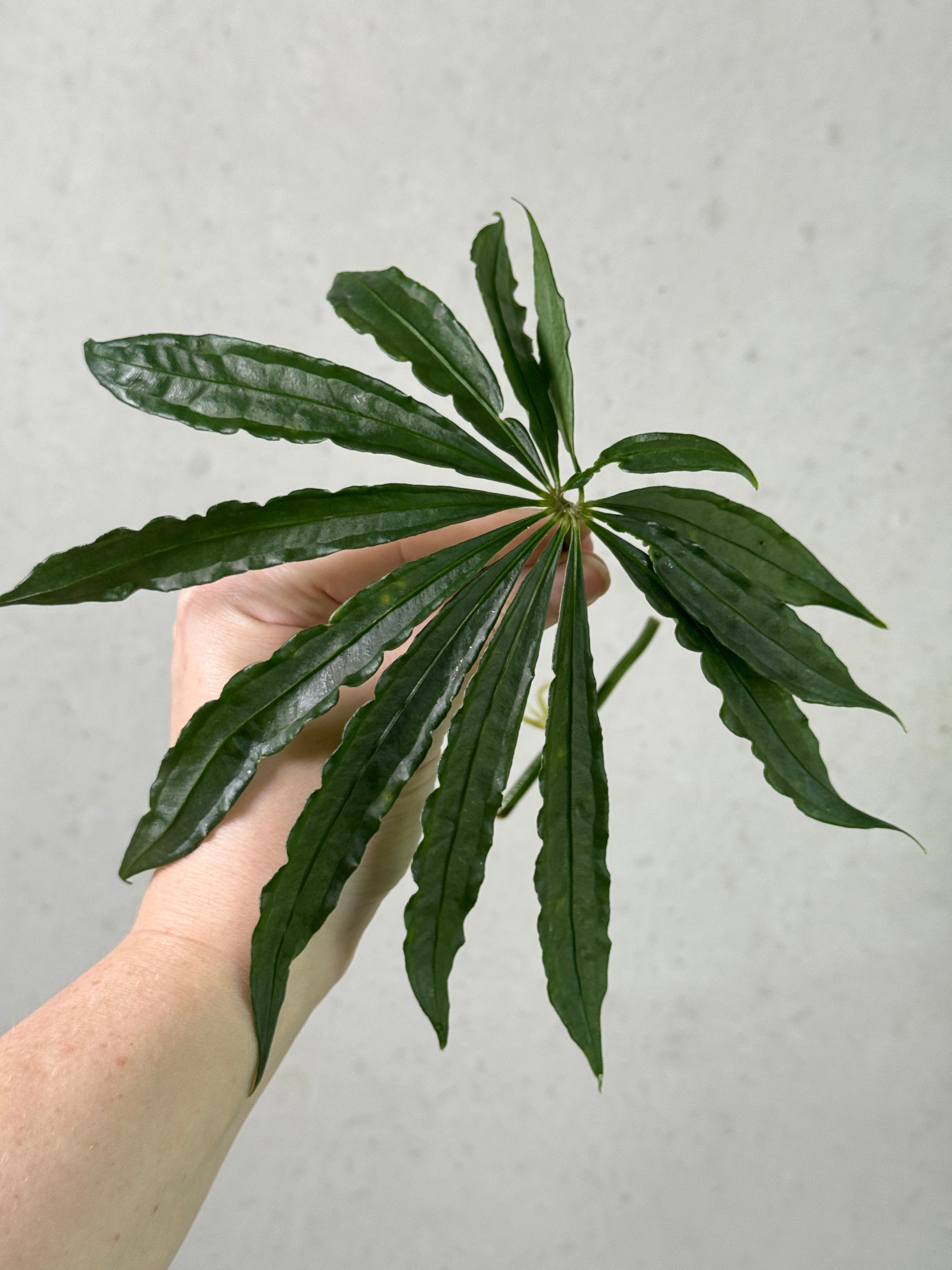 Anthurium Polyschistum plant clone from SMUKHI with glossy green leaves and vibrant spathes, displayed in a pot.