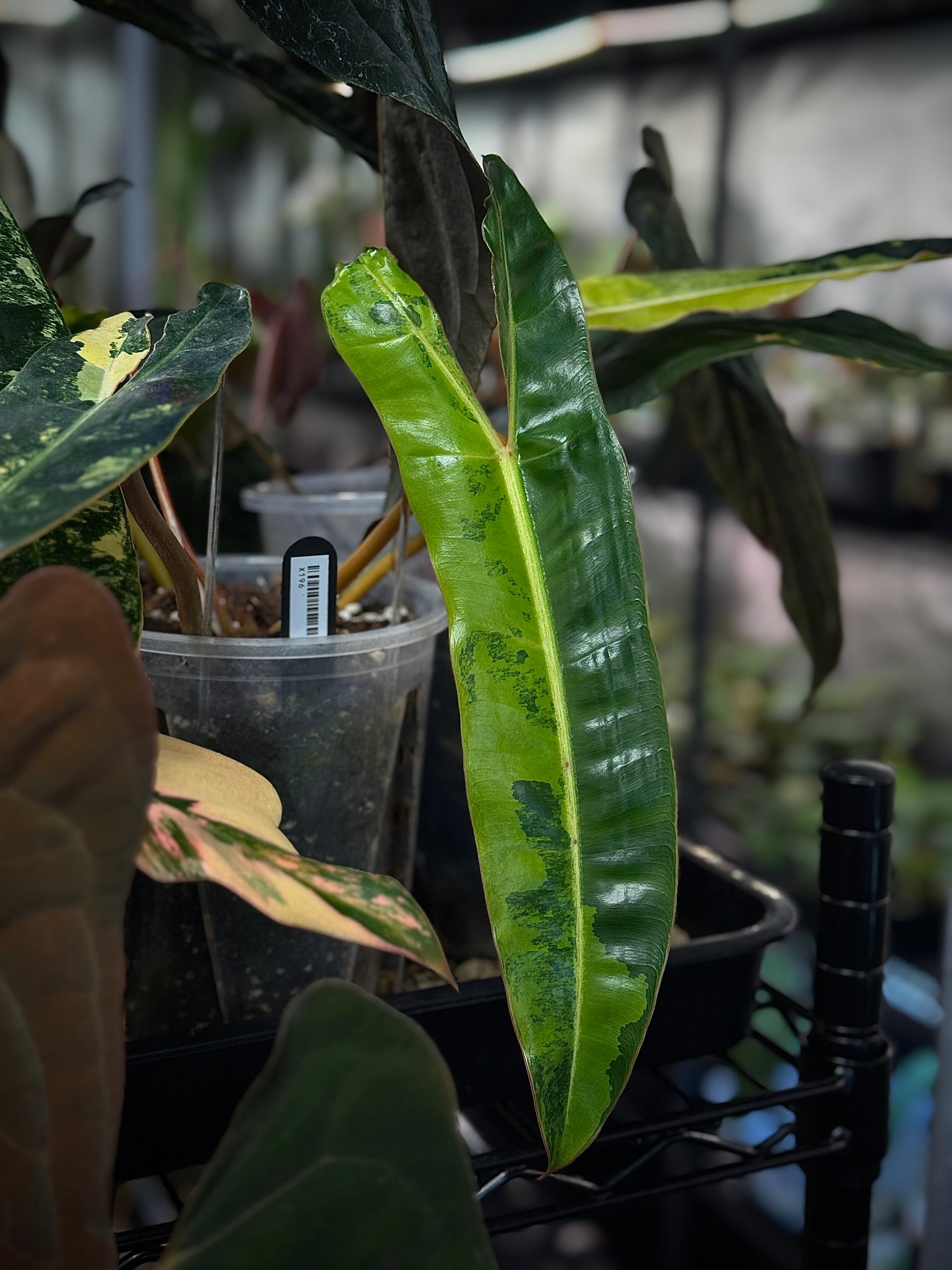 NFS: Philodendron Billietiae variegata (2)