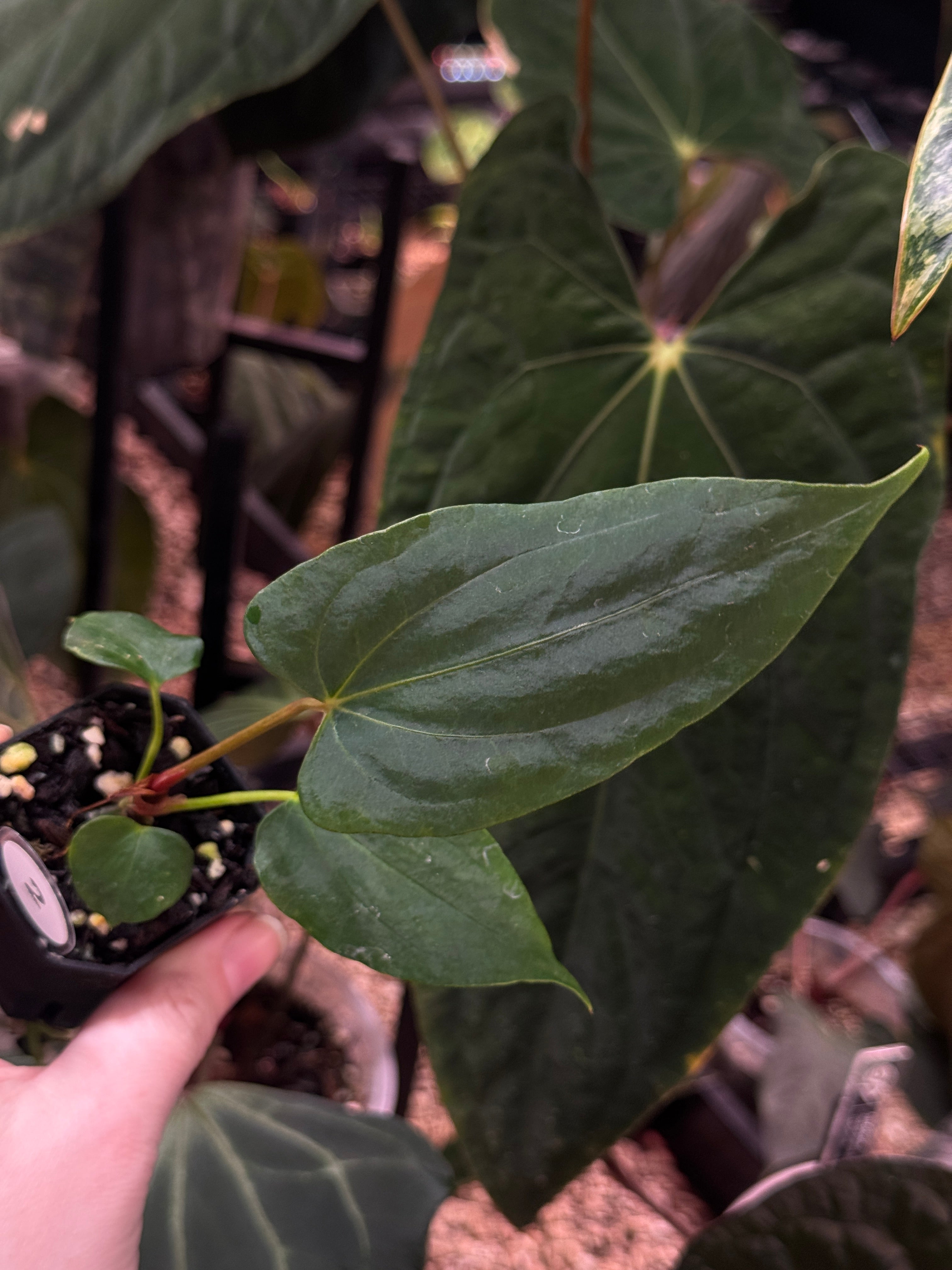 Anthurium Fort Sherman S1 x (Ralph Lynam x Fort Sherman) - SMUKHI