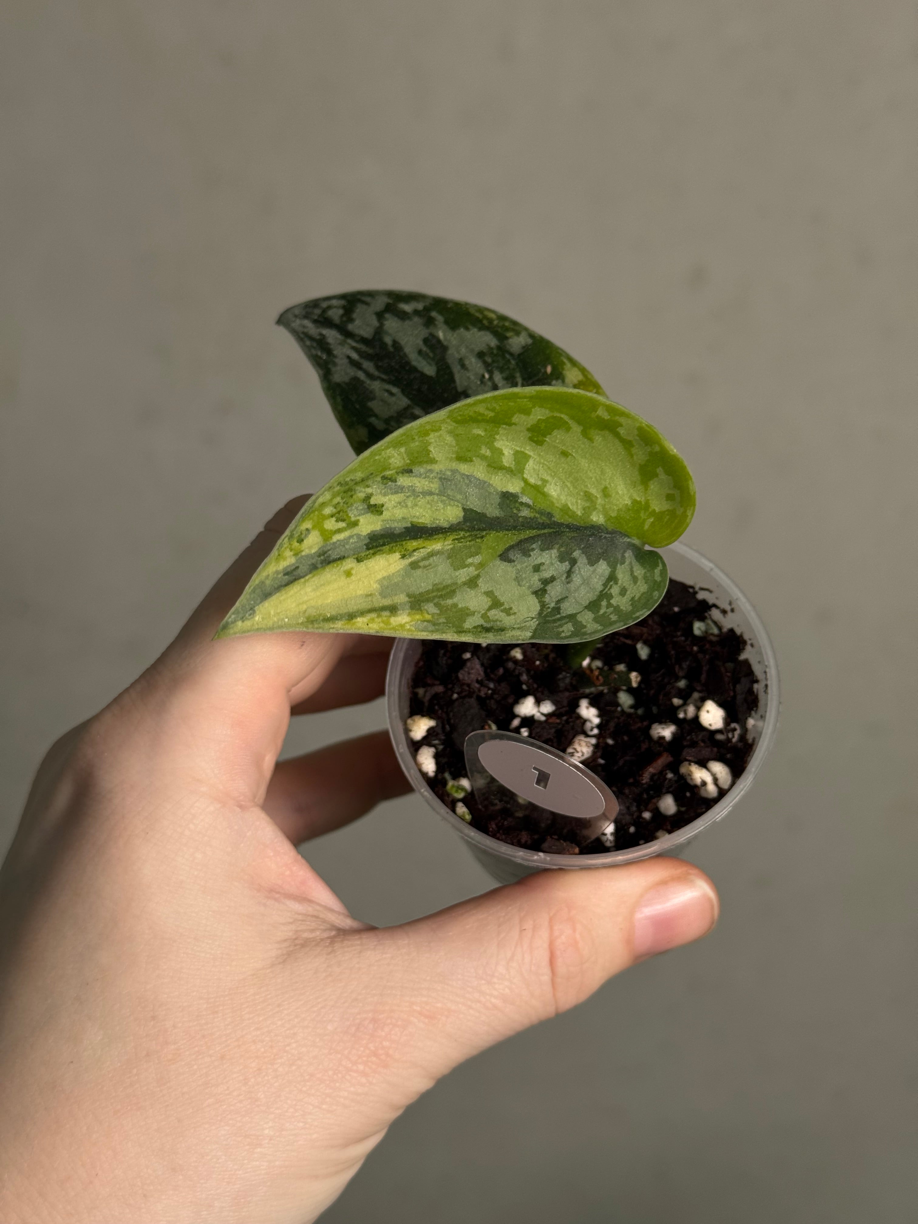 Scindapsus - Mix - SMUKHI