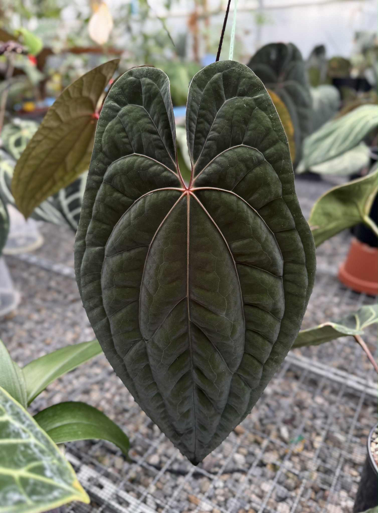 Anthurium Red Vein Dark Phoenix x (Ralph Lynam x Fort Sherman) - SMUKHI