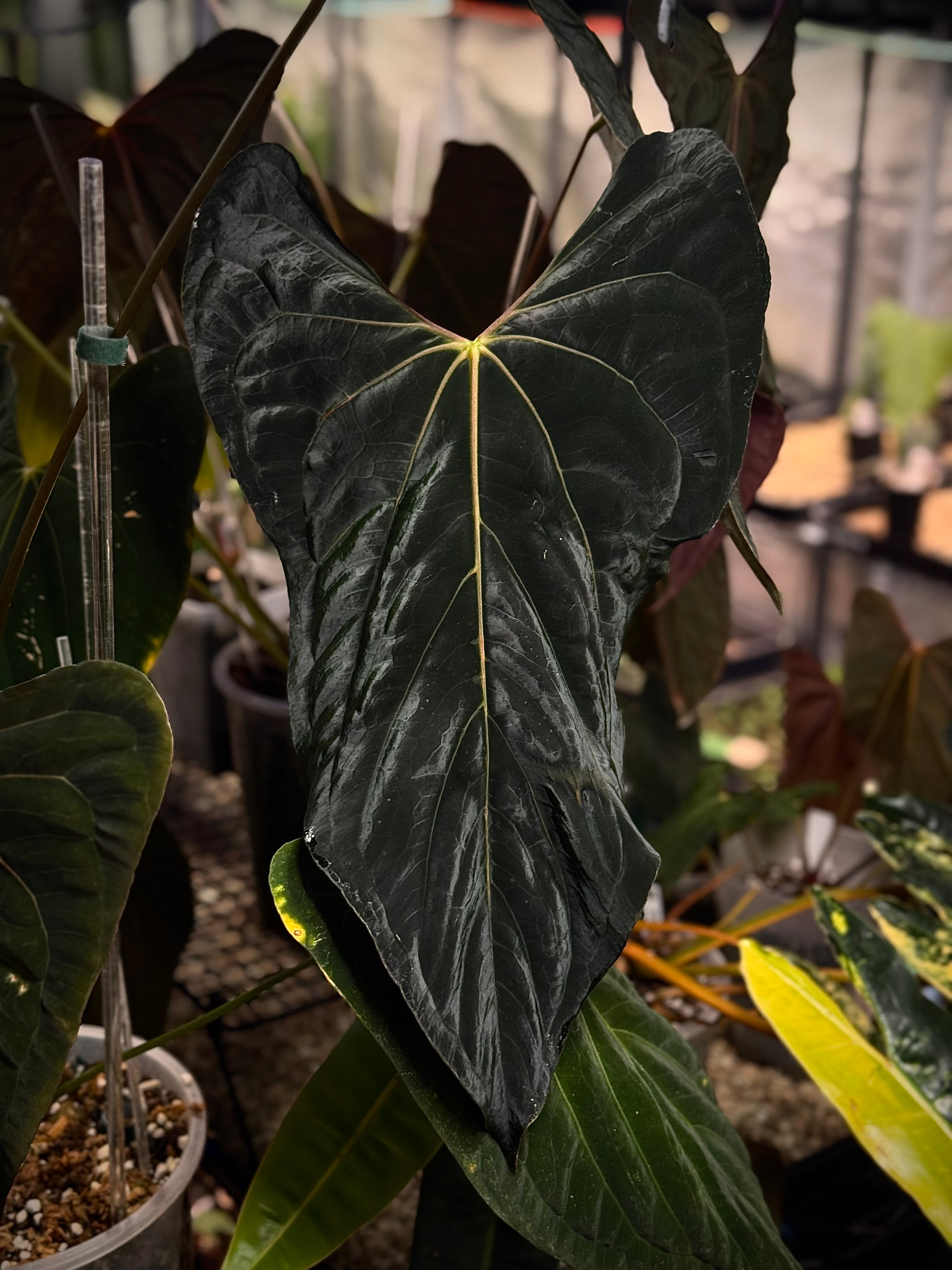 Anthurium Ralph Lynam S1 - SMUKHI