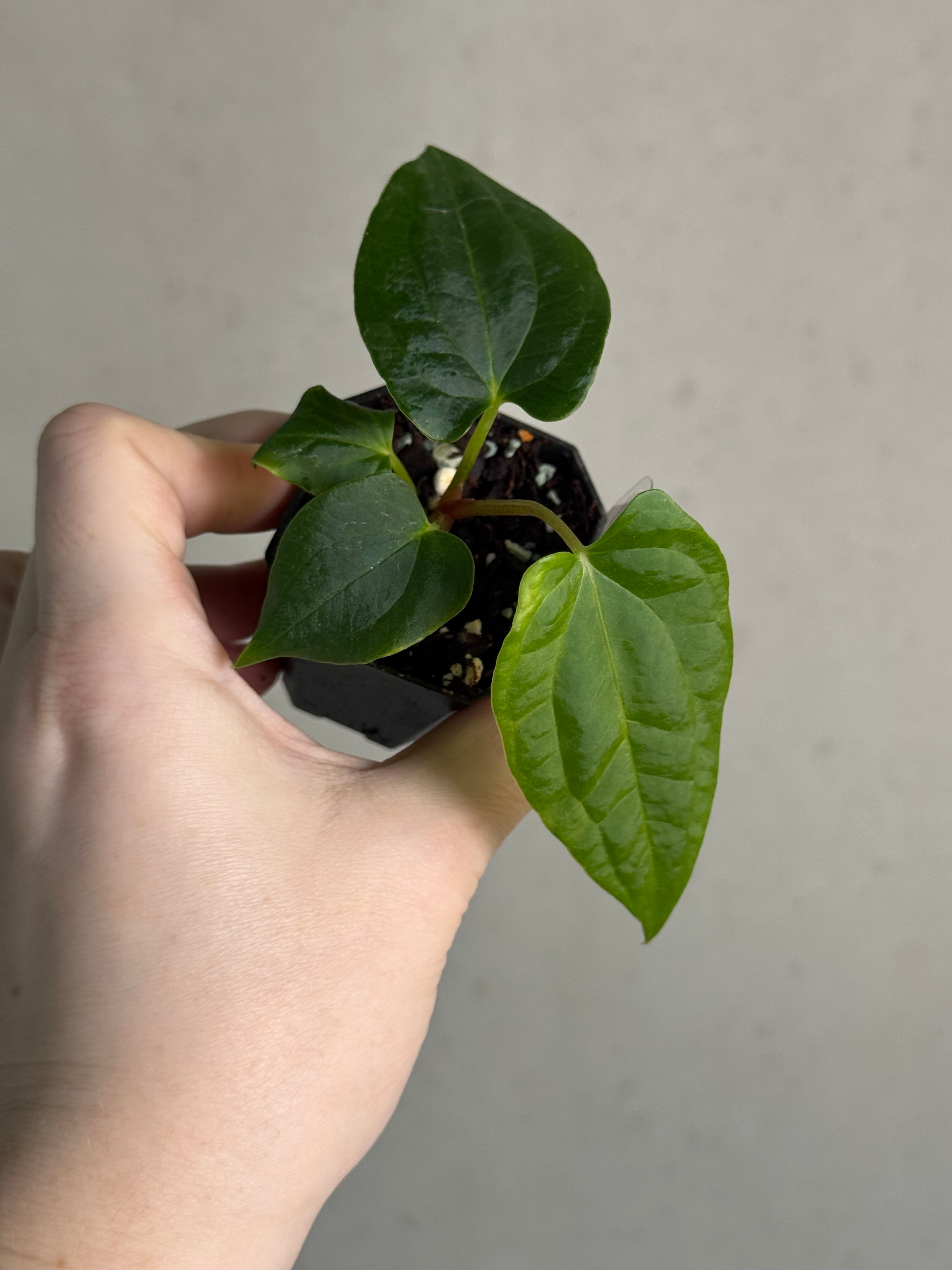 Anthurium Ralph Lynam x self - SMUKHI