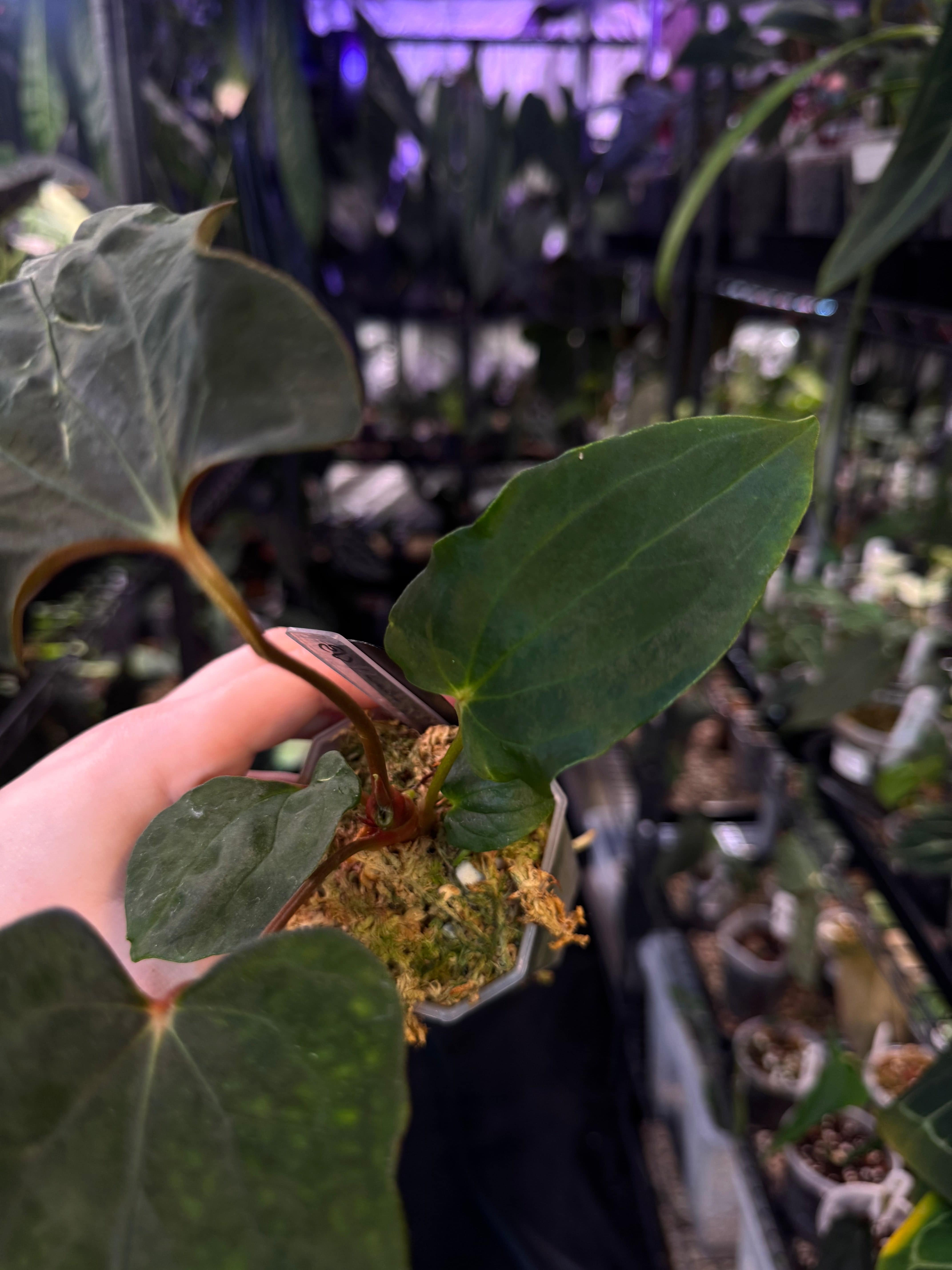 NFS: Anthurium Ralph Lynam x Fort Sherman - SMUKHI