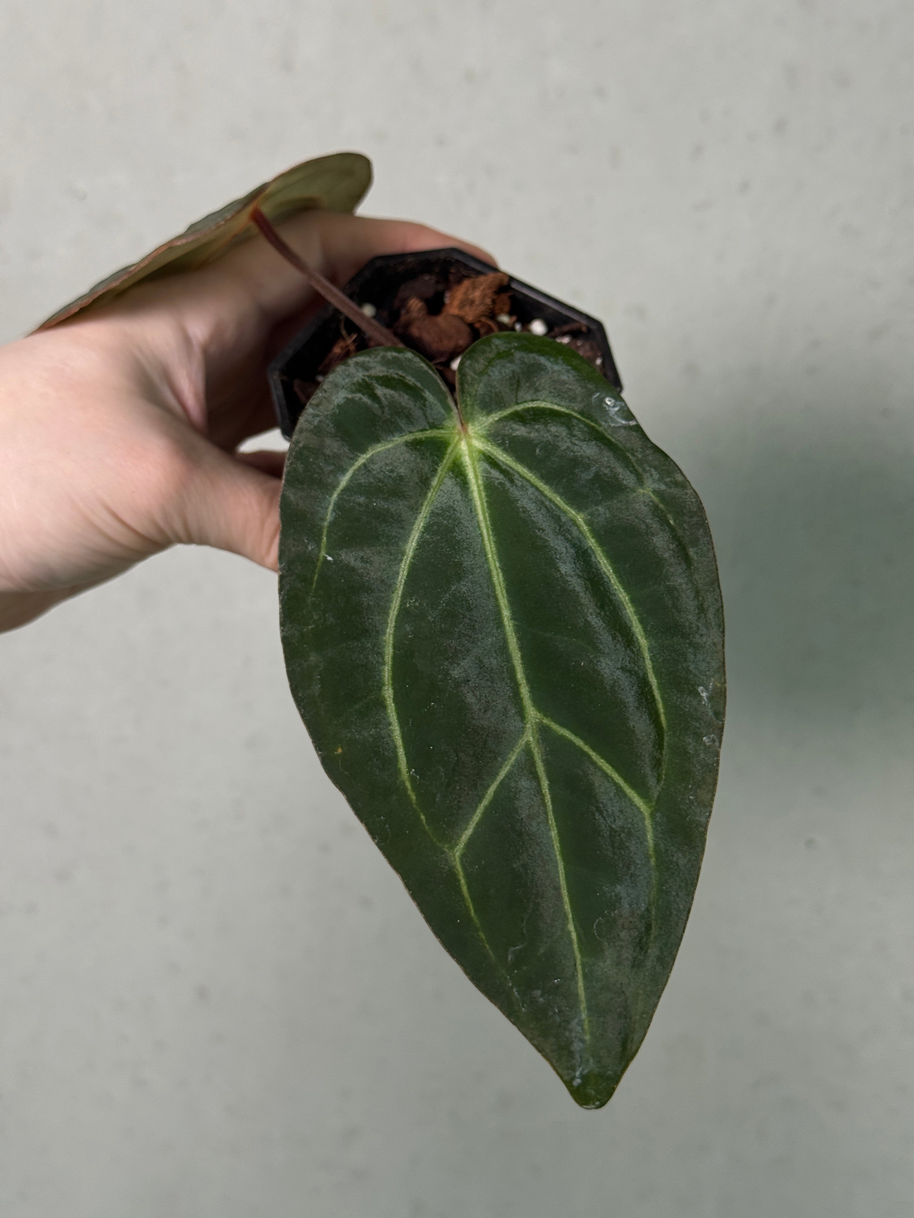 Anthurium Carlablackiae RA10 S1 x NSE Dressleri ‘Obsidian’
