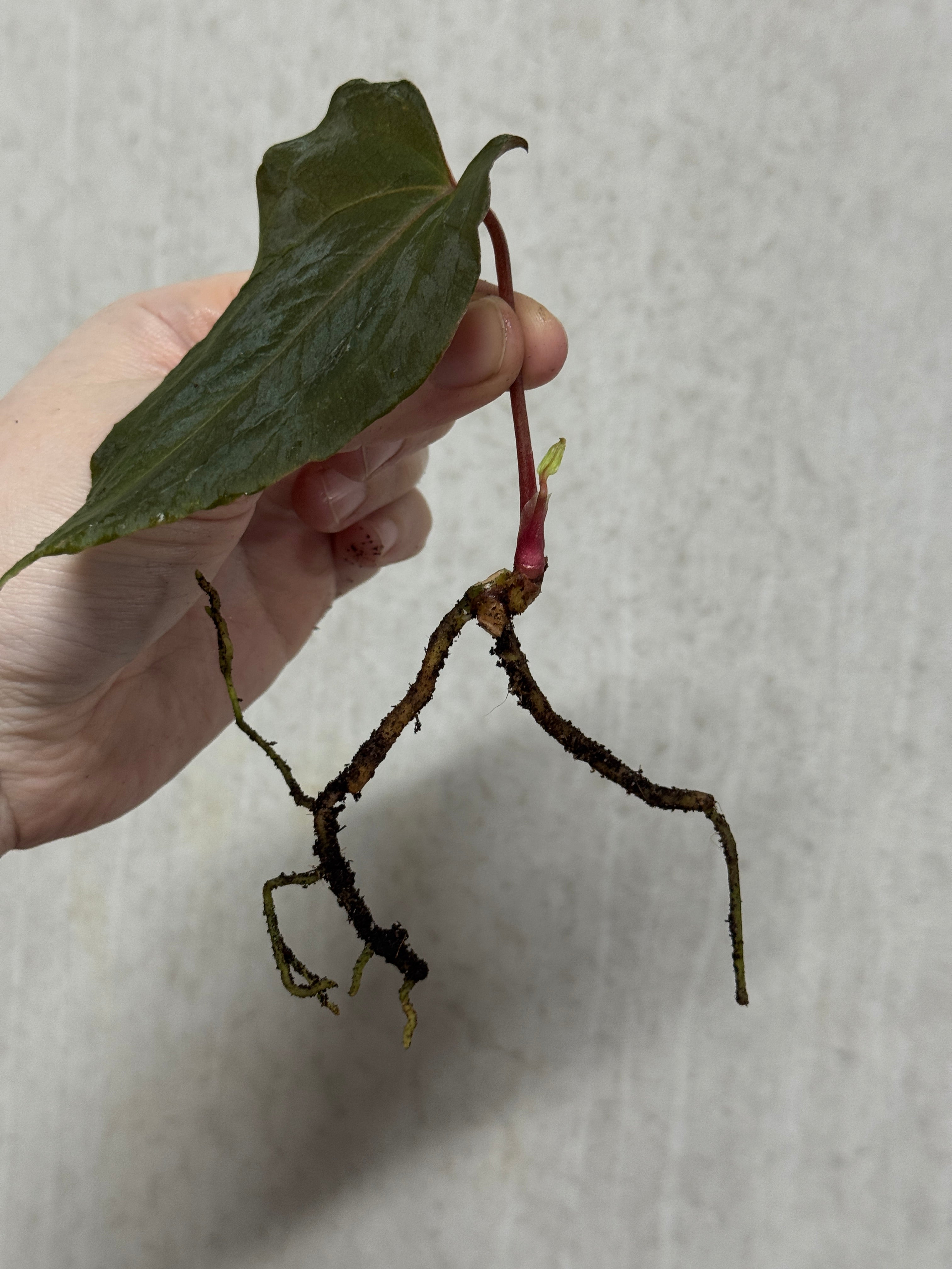 Anthurium FSxRL 'Grim Reaper' Reaper' S1 - Clone