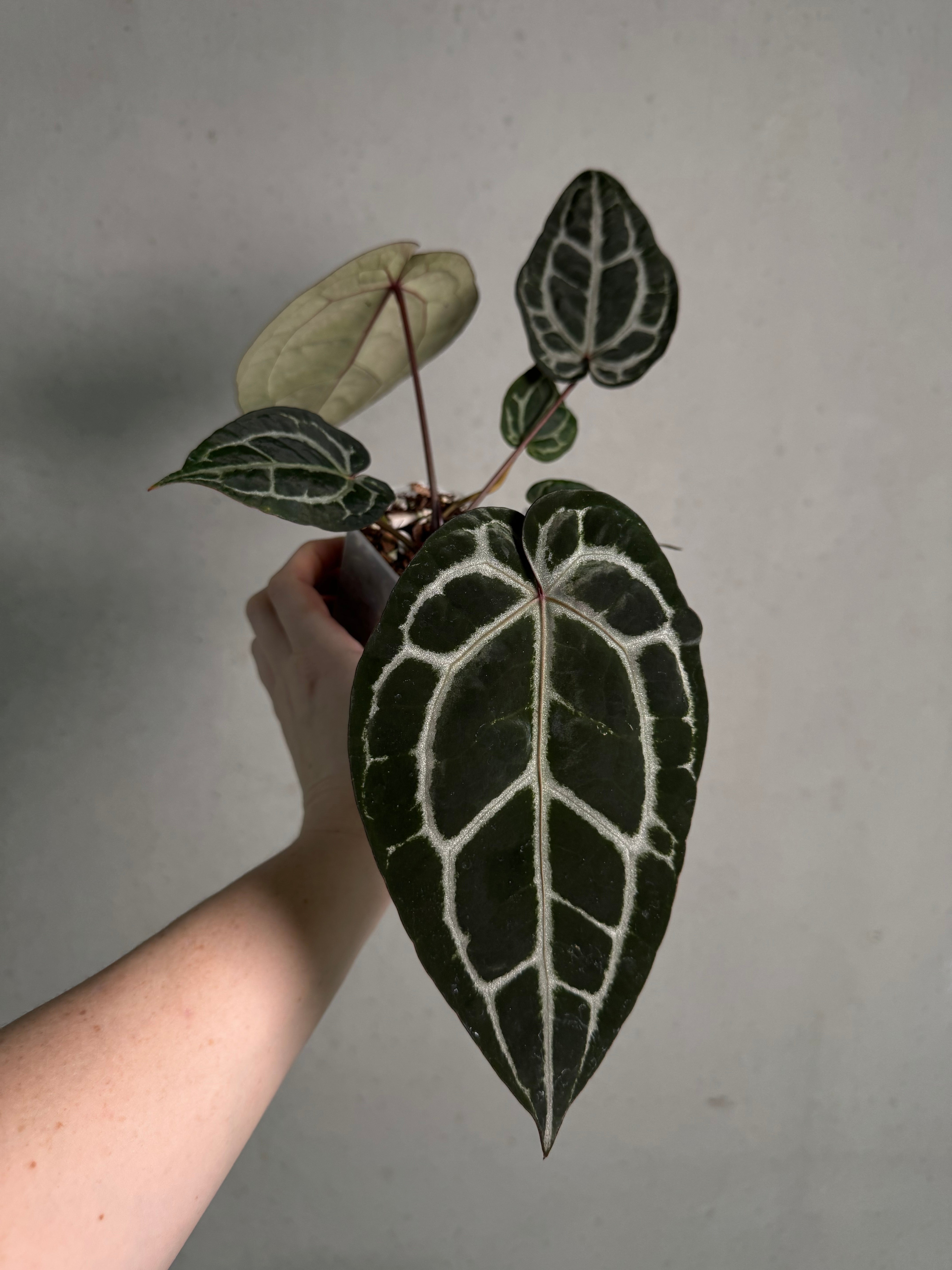 Anthurium DocBlock Michelle - SMUKHI