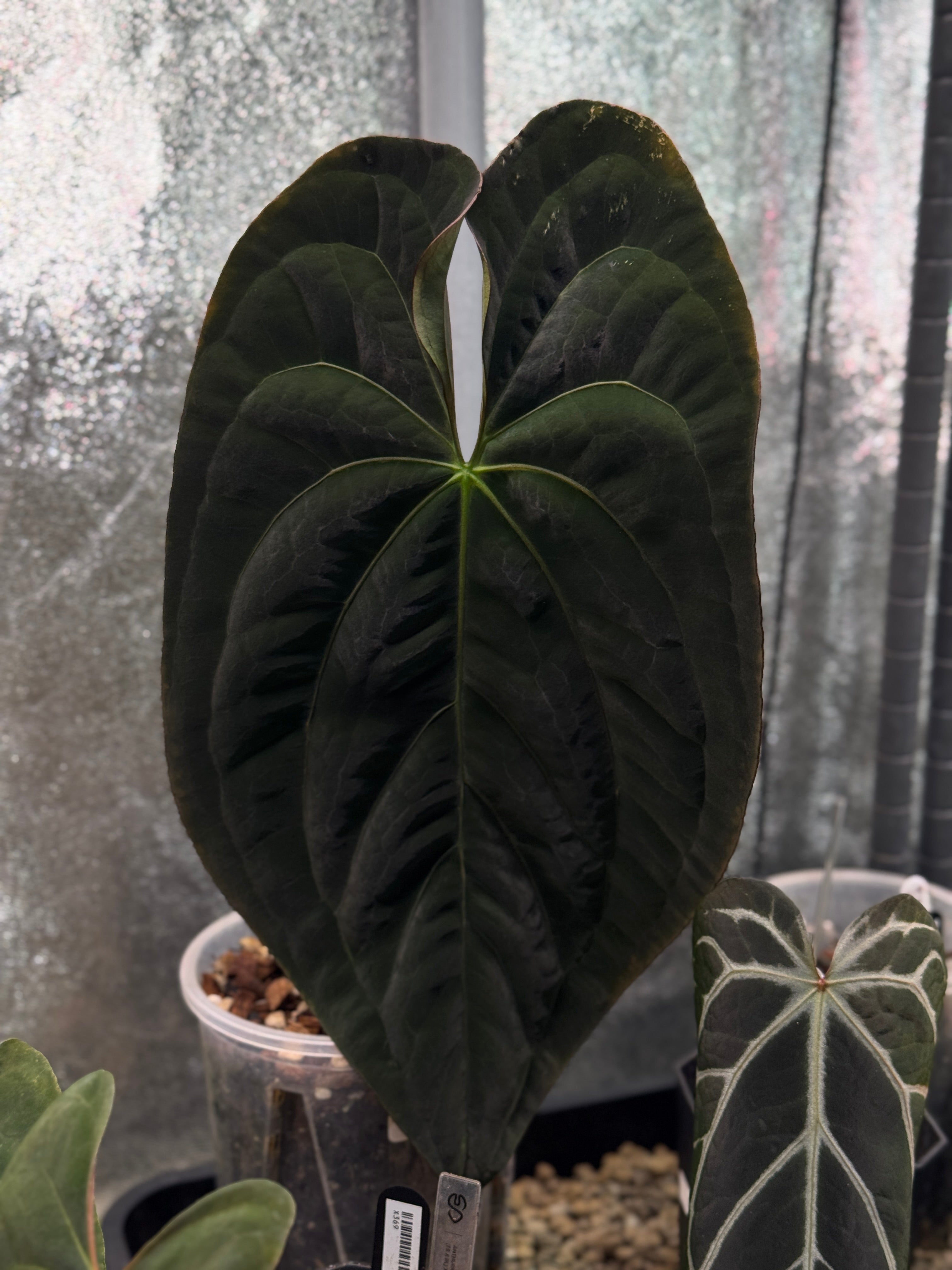 Anthurium Papillilaminum XOne x Dark Phoenix - Clone