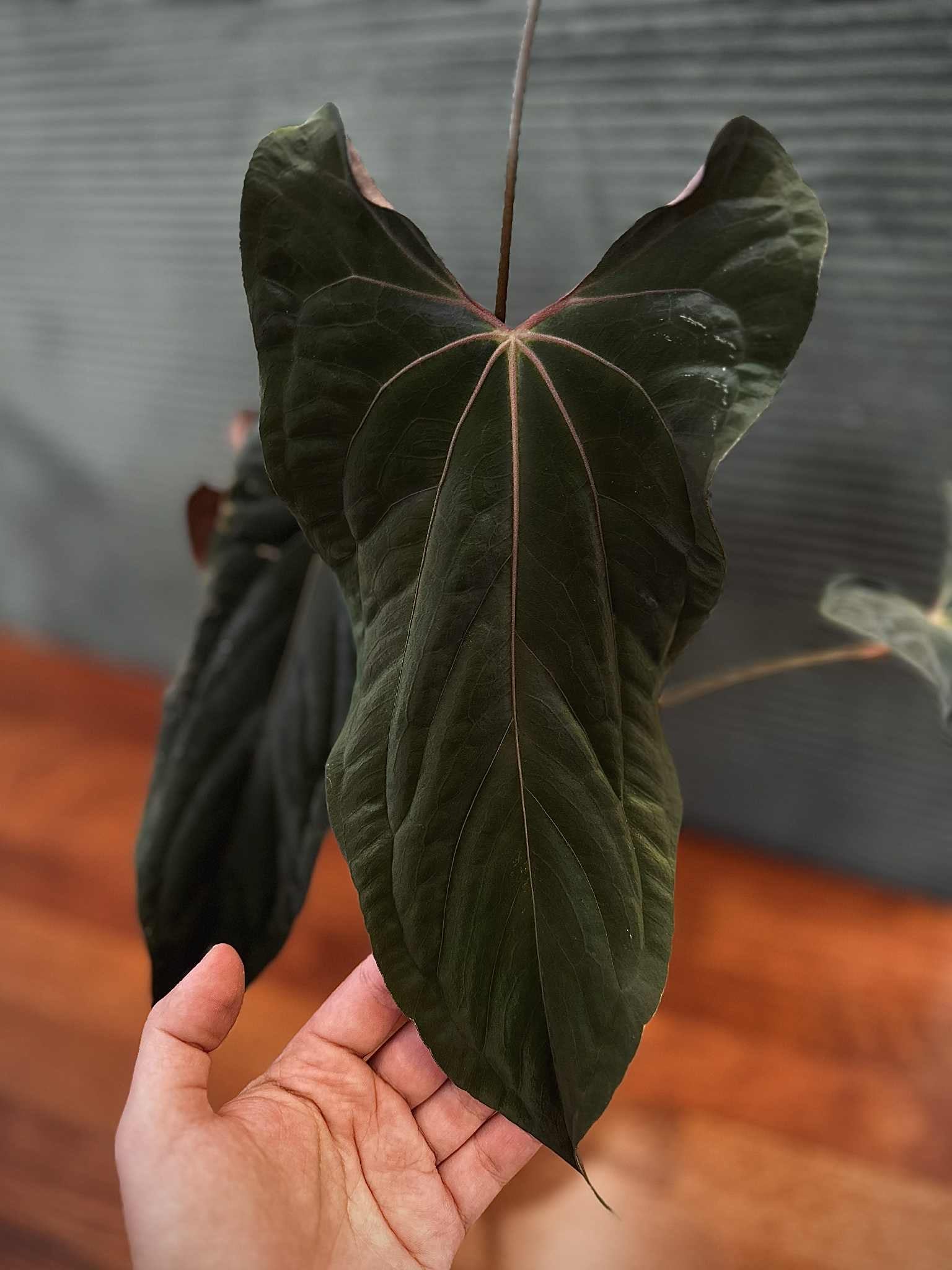 NFS: Anthurium RLxFS x (Ralph Lynam x self)