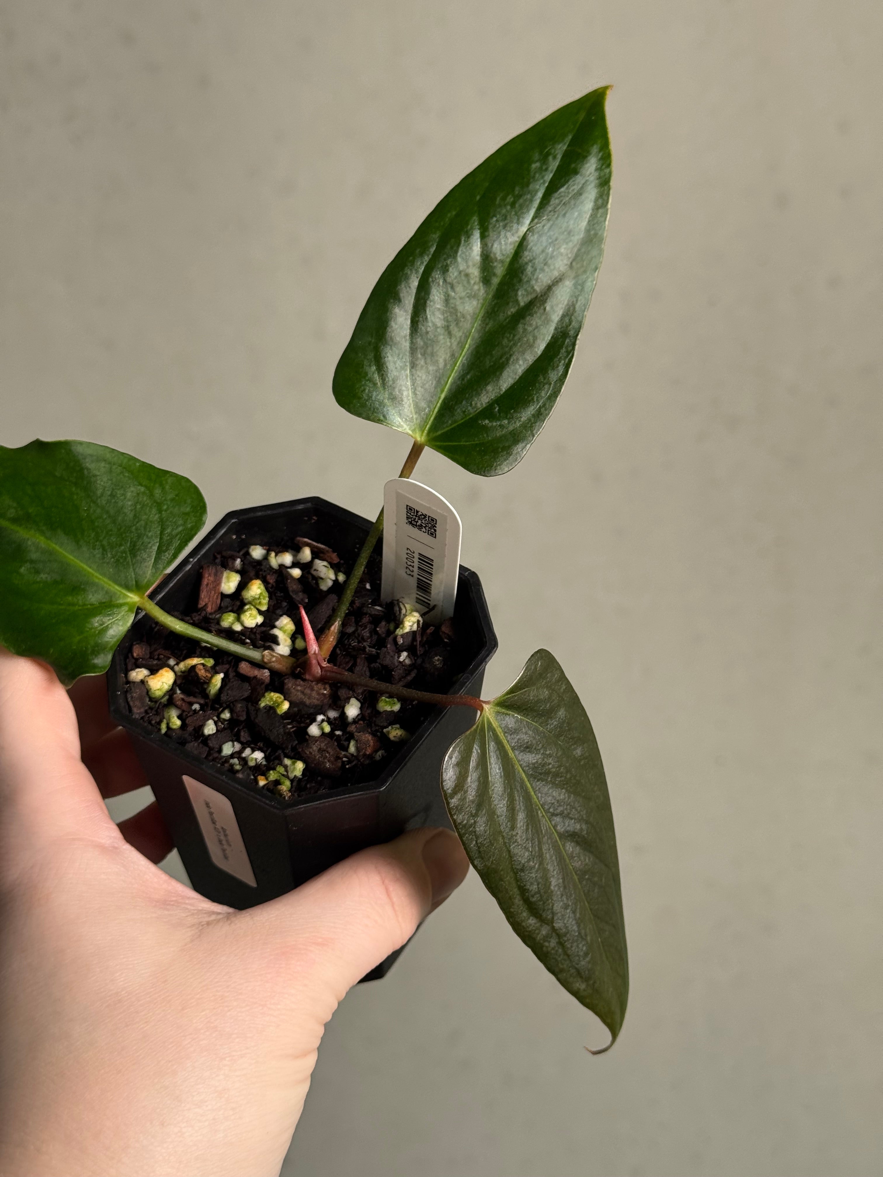 Anthurium Indo Portillae XDF x Indo Portillae - Clone - SMUKHI