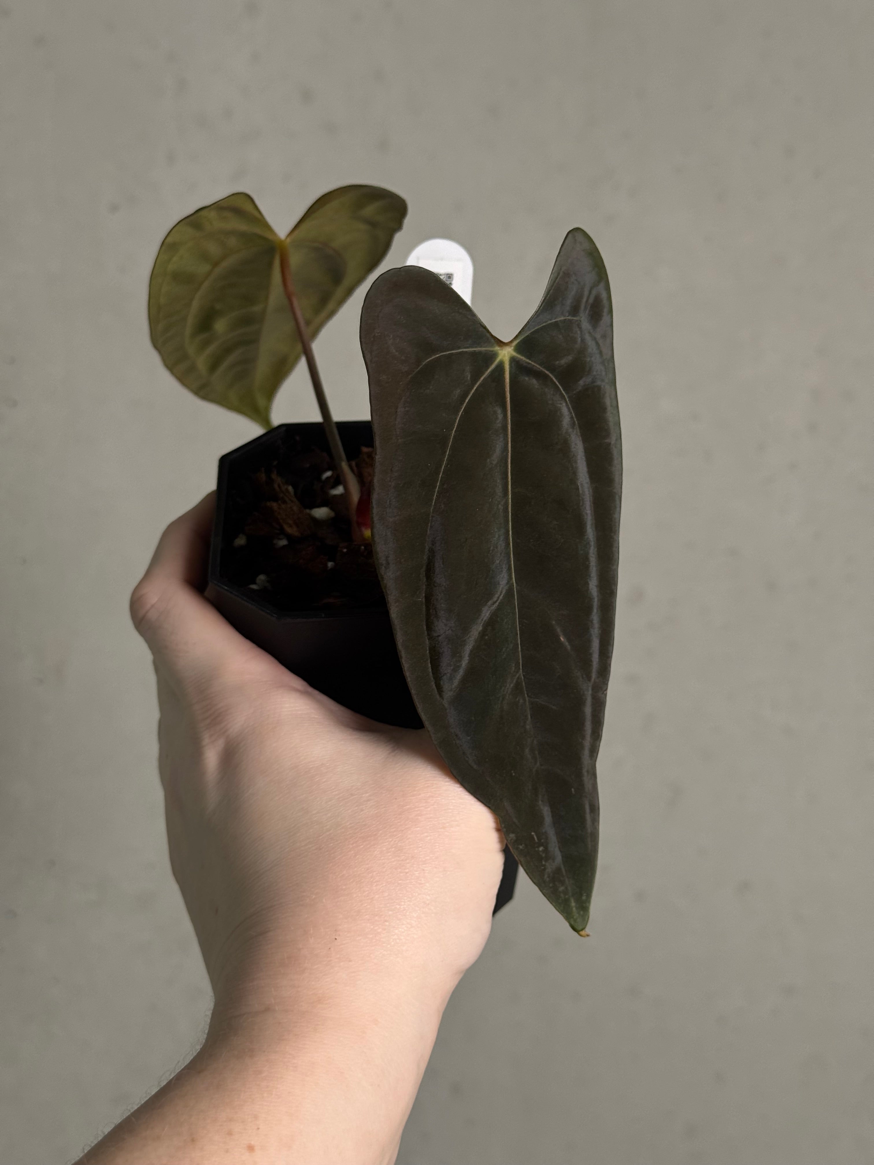 Anthurium Papillilaminum 'Marie' x FSxRL 'Grim Reaper' - Clone - SMUKHI