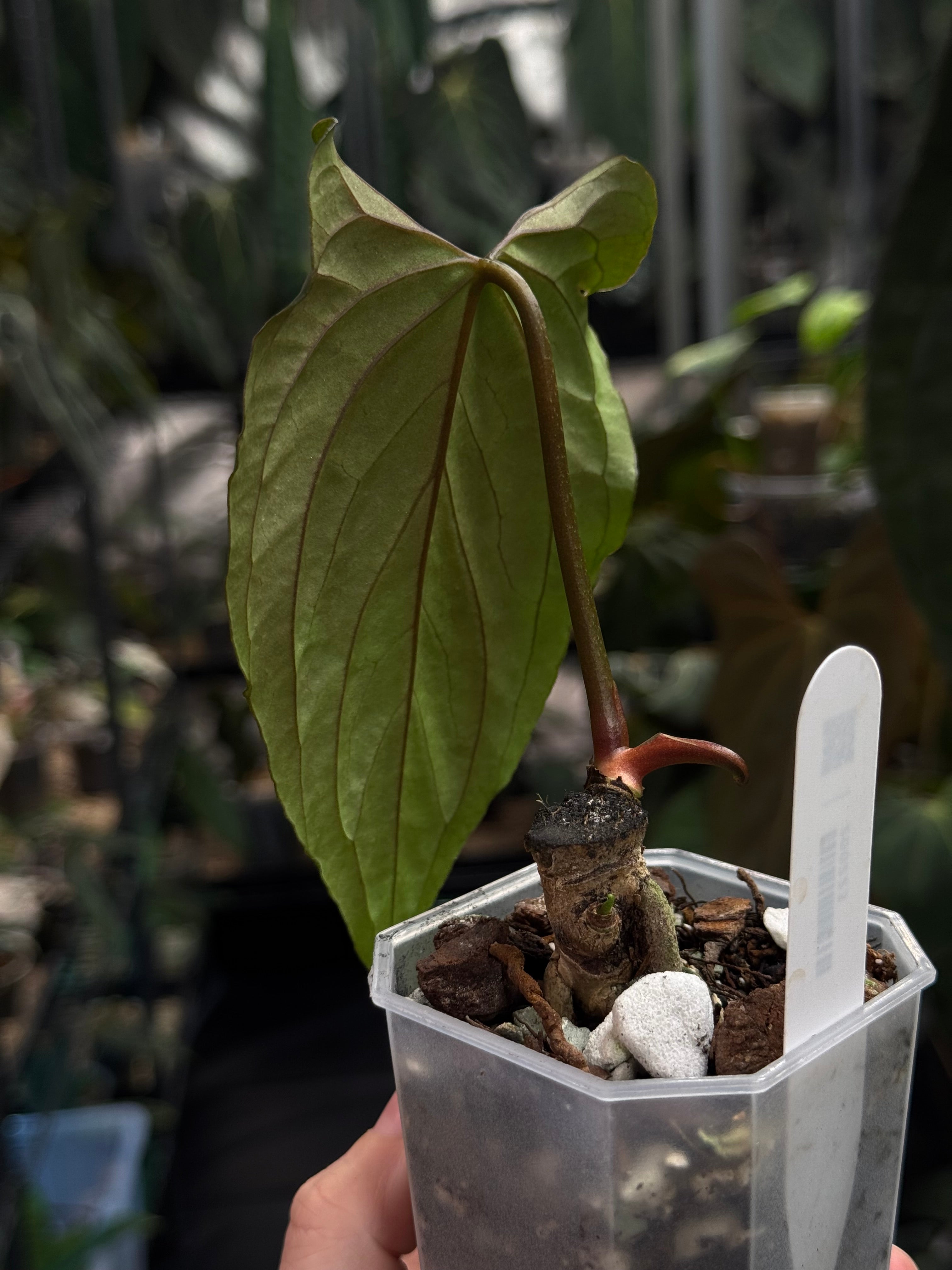 NFS: Anthurium Ralph Lynam x self