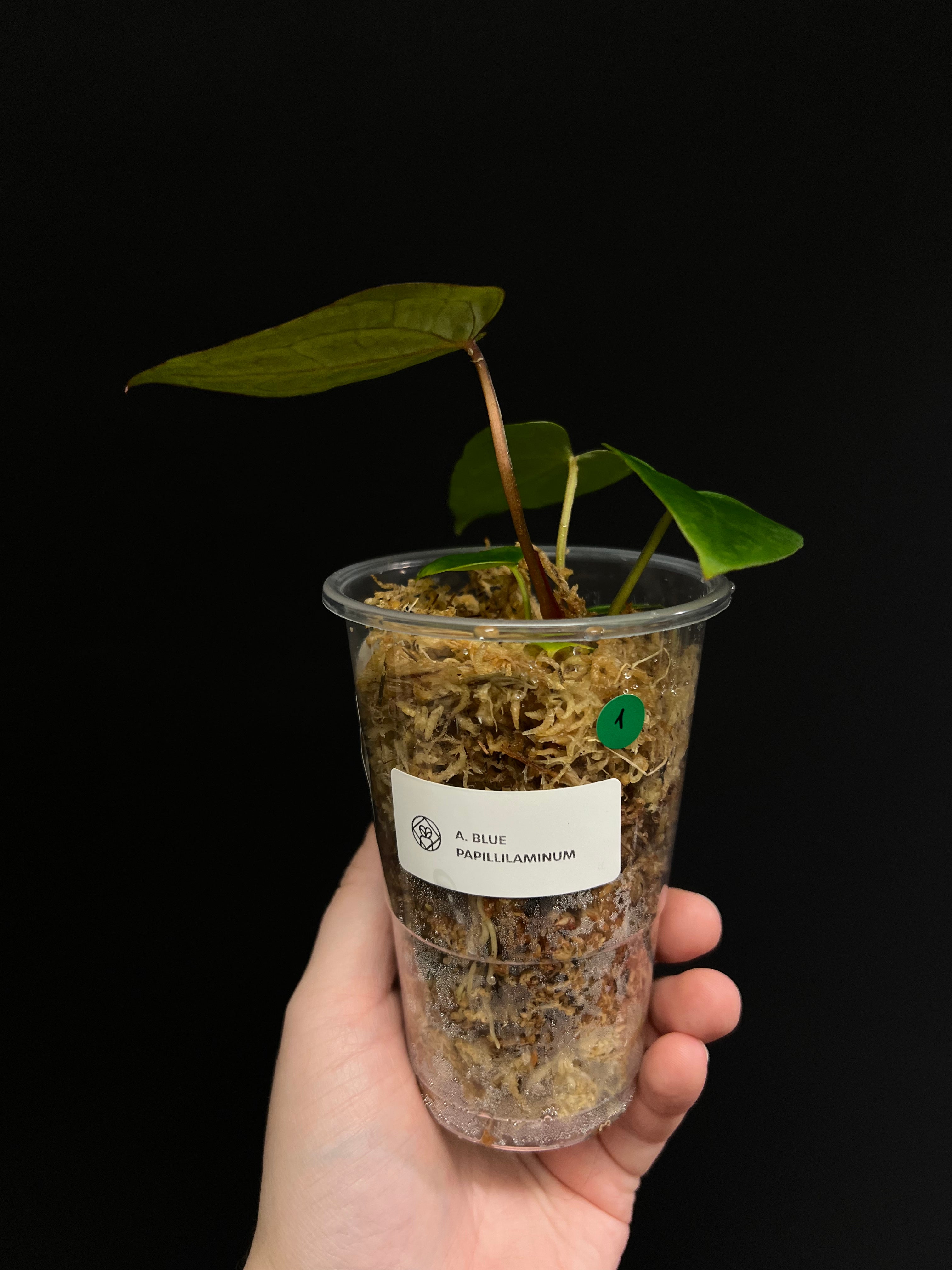 Anthurium Blue Papillilaminum