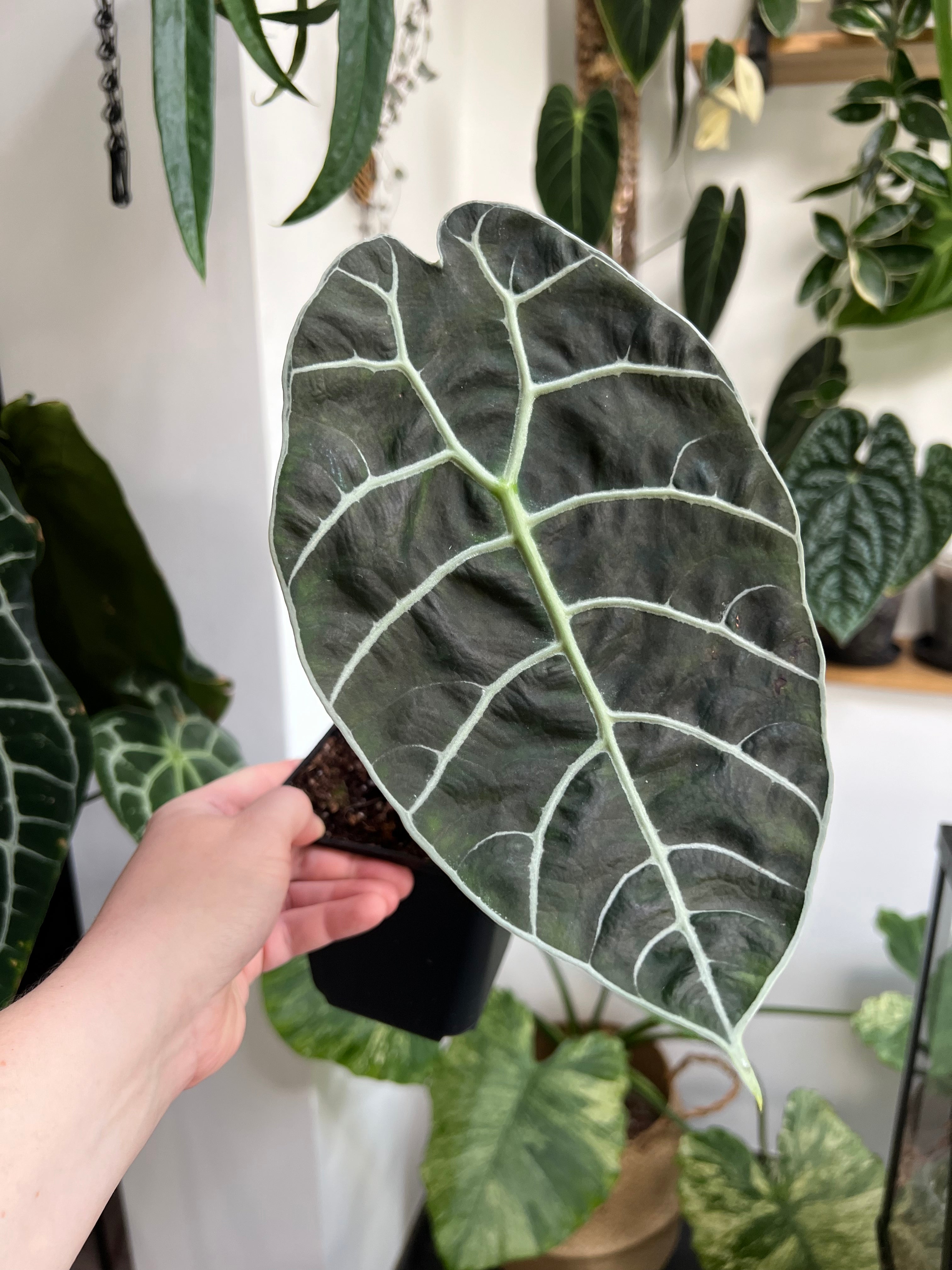 Alocasia Watsoniana - Medium Size