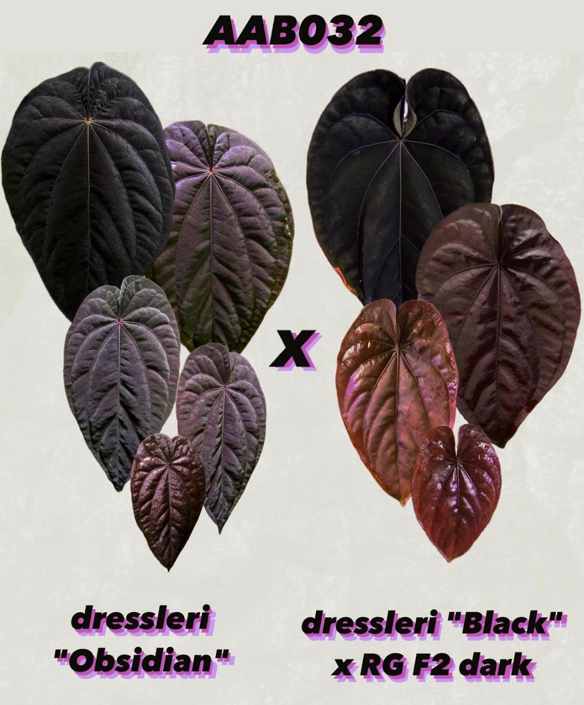 Anthurium Dressleri NSE 'Obsidian' plant by AABexotics with glossy dark leaves and vibrant red spathes, indoor tropical foliage.