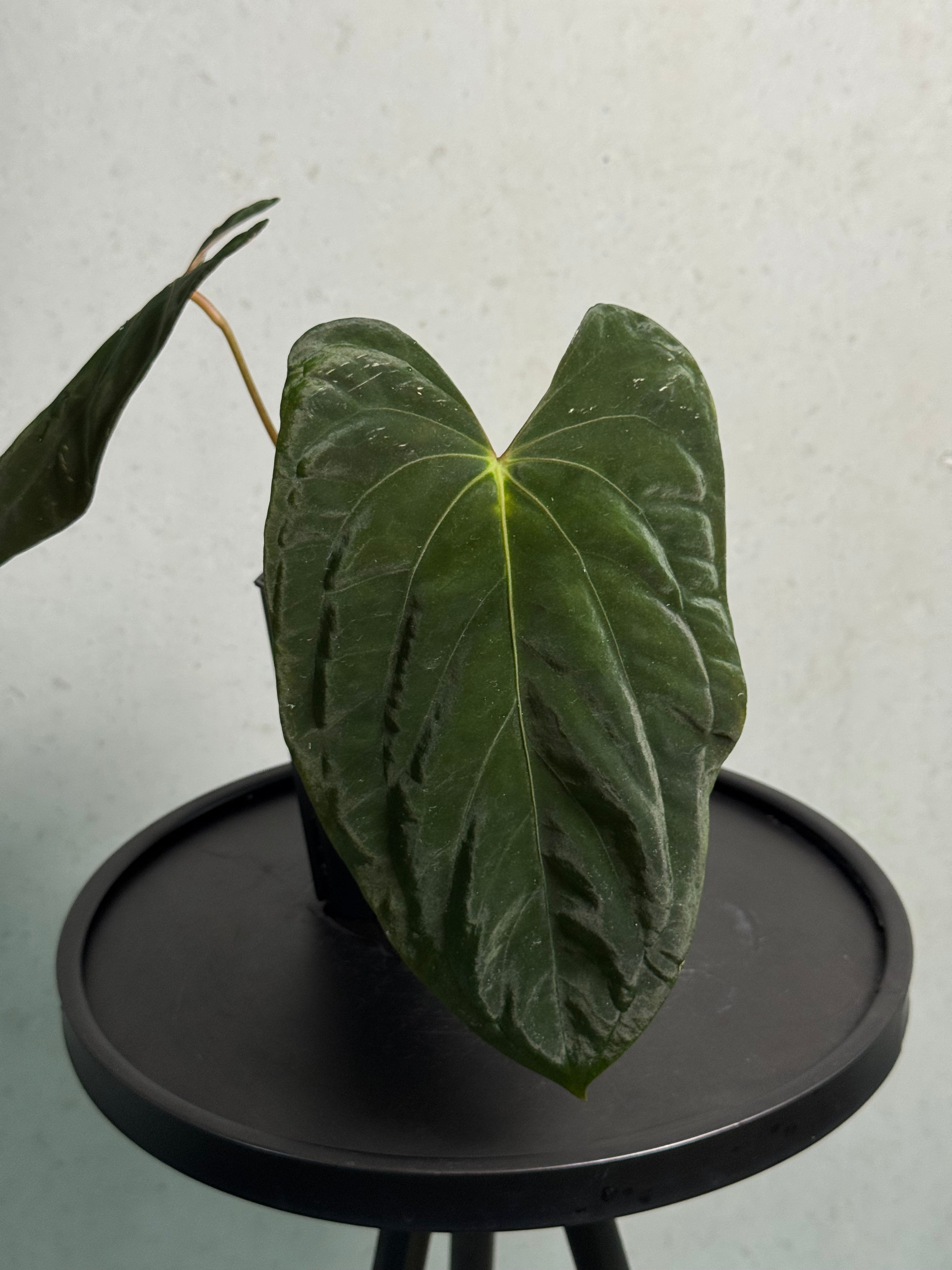 Anthurium Papillilaminum (Ree Gardens) #2 - Clone