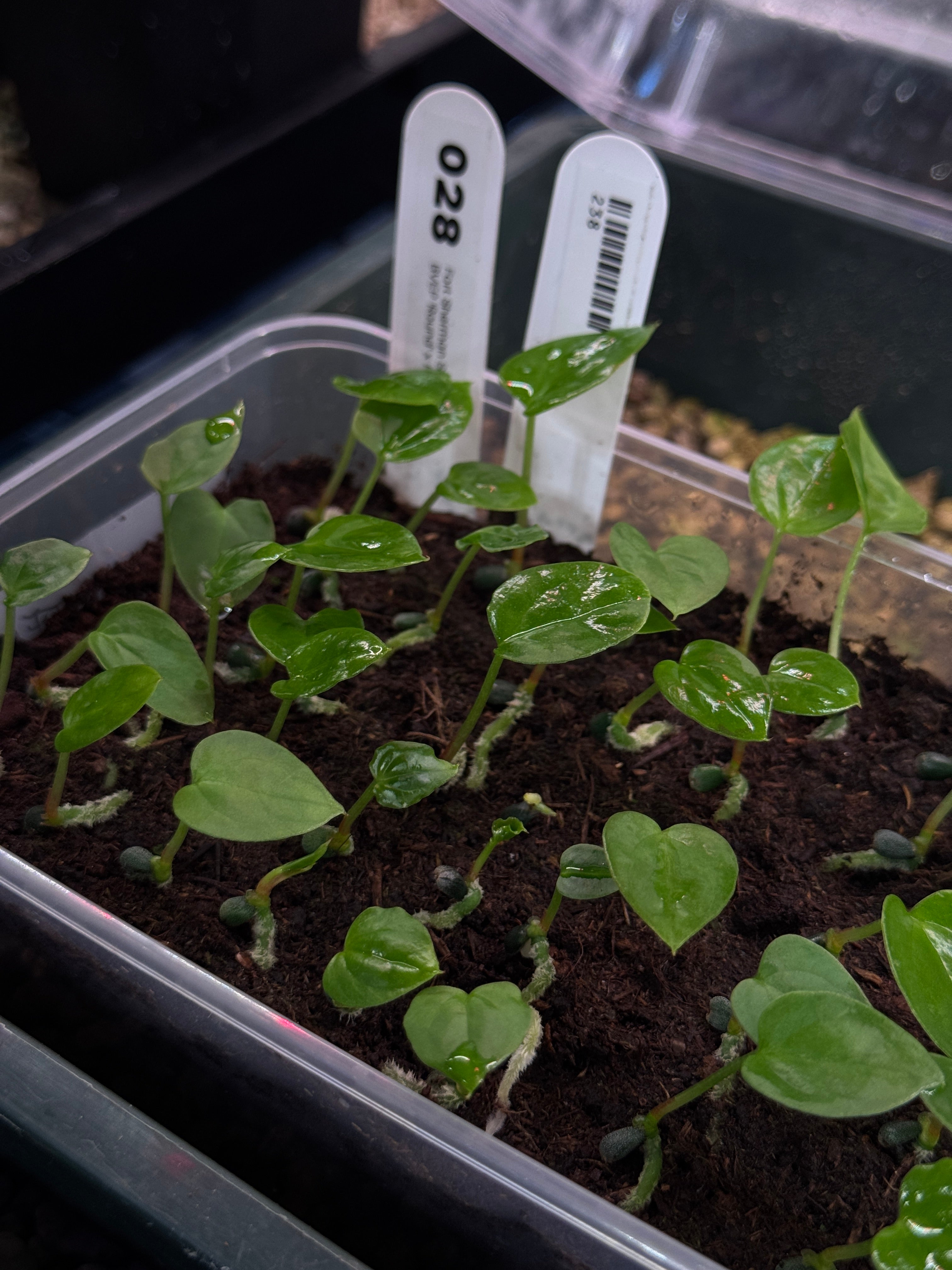 Anthurium Fort Sherman S1 x BVEP ('Round' x RA1)