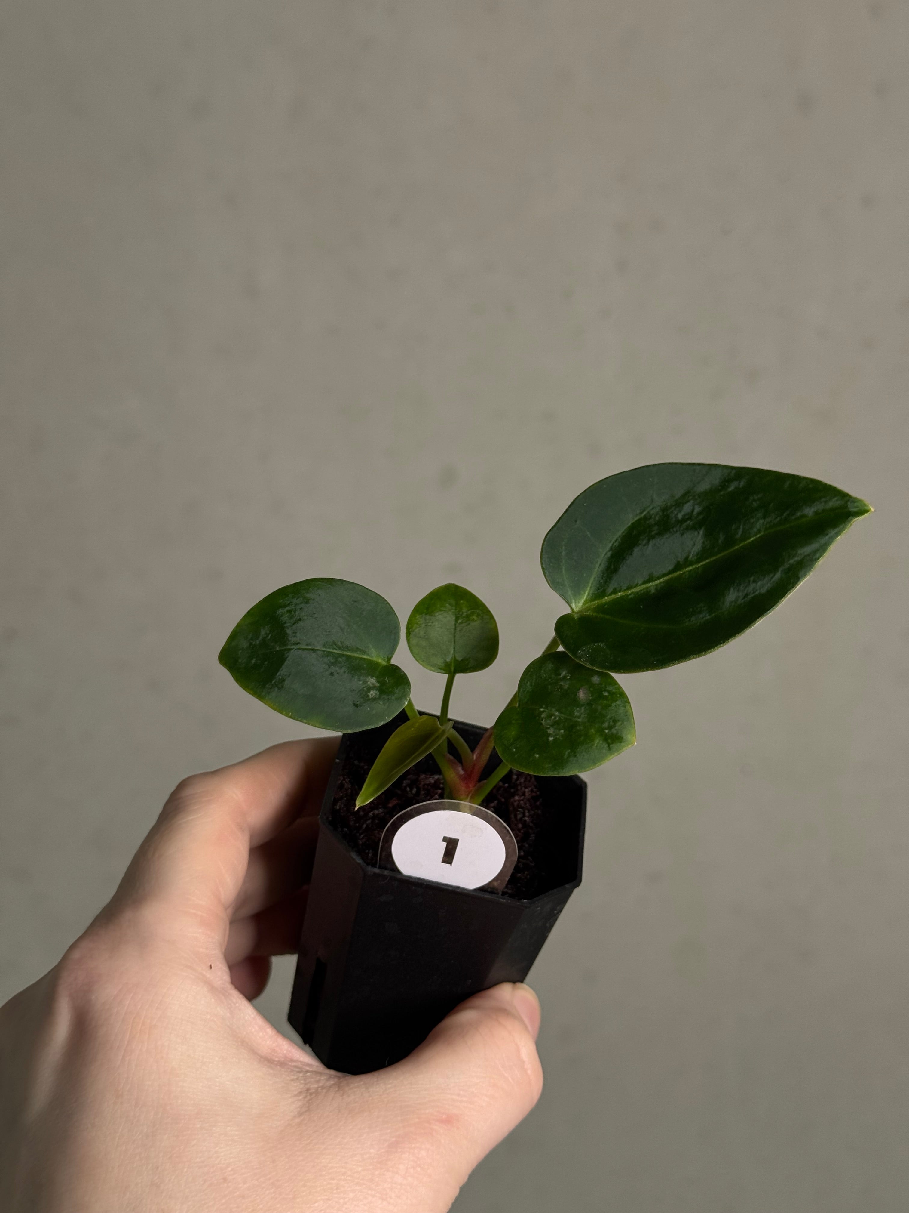 Anthurium Tim Anderson ‘Stripey’ x Portillae ‘Dorito’