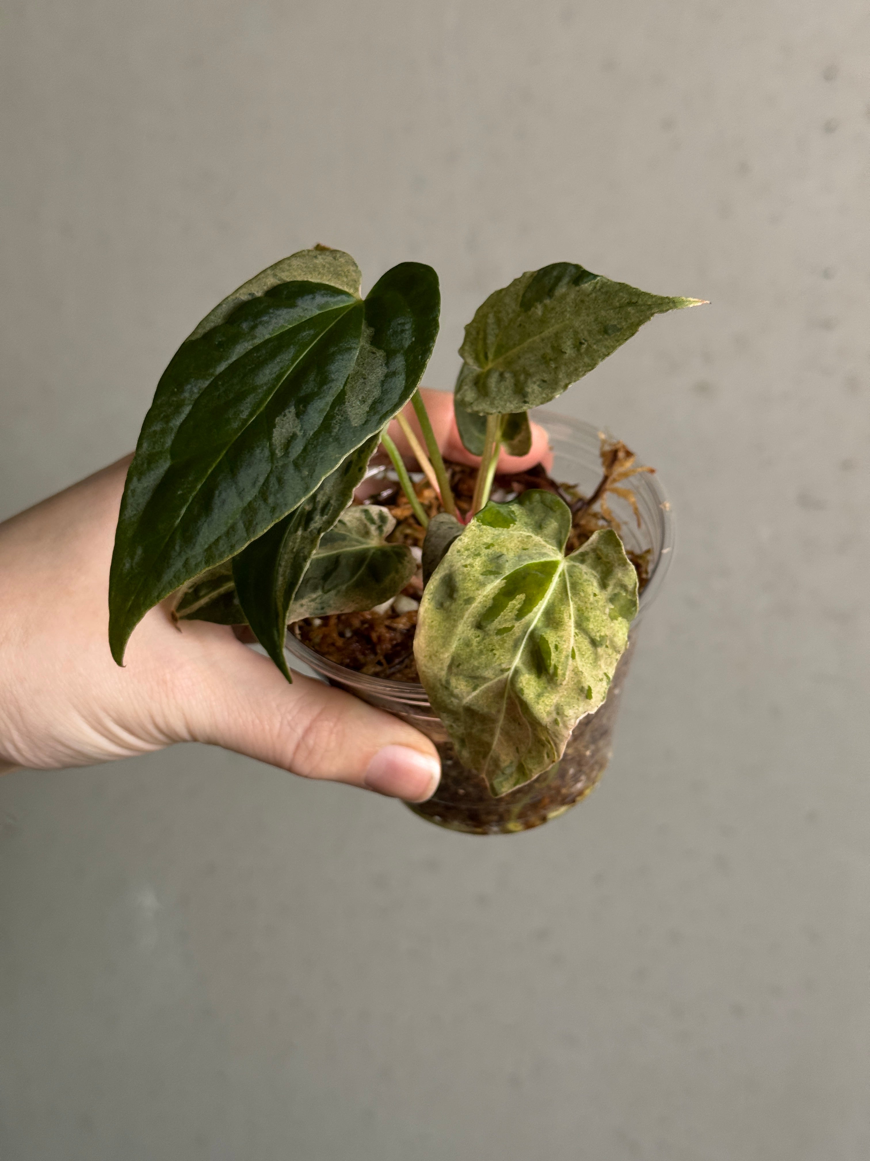 NFS: Anthurium ‘Cherry Blossom’