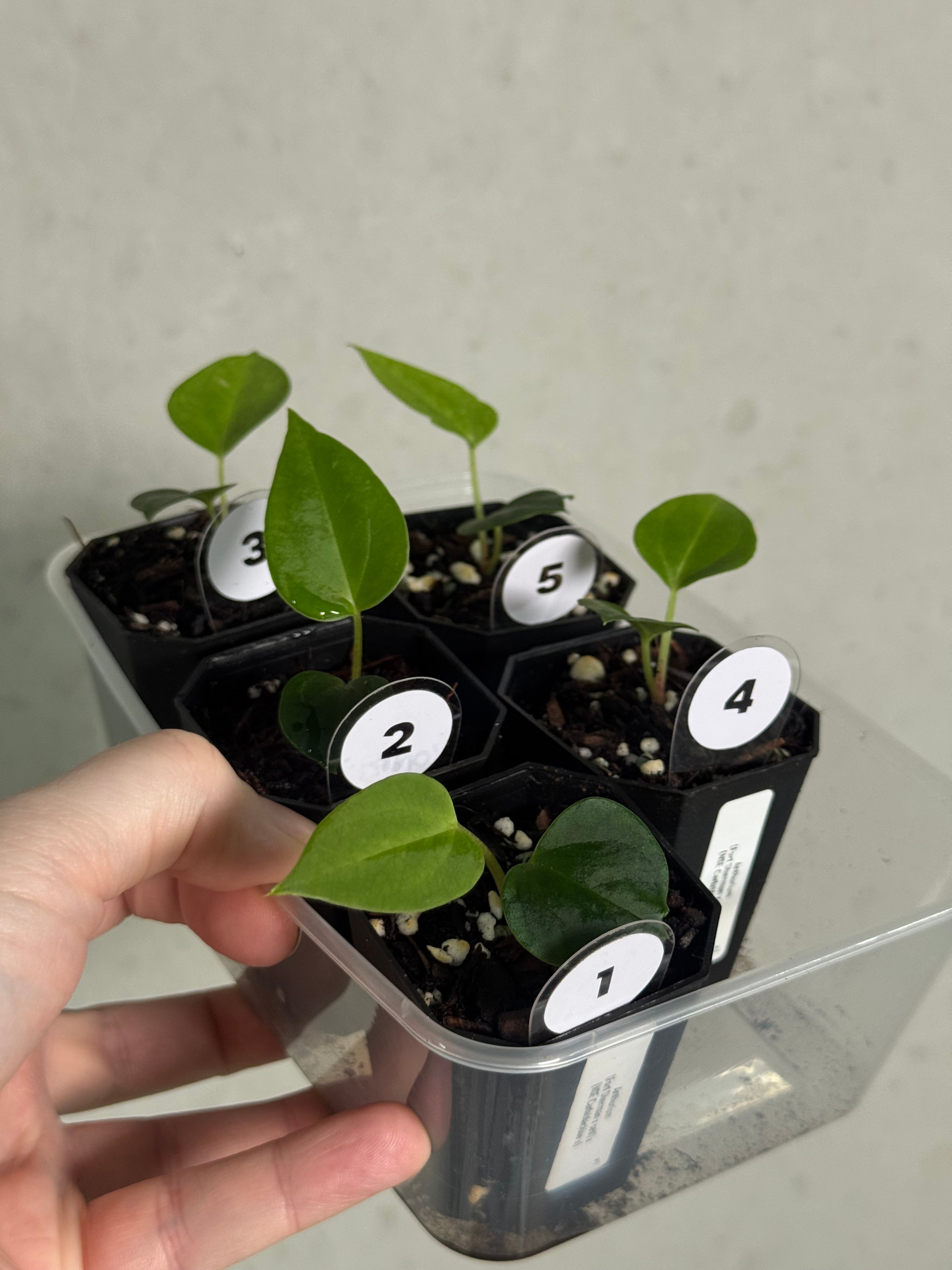 Anthurium (Fort Sherman x self) x (NSE Carlablackiae x) - SMUKHI