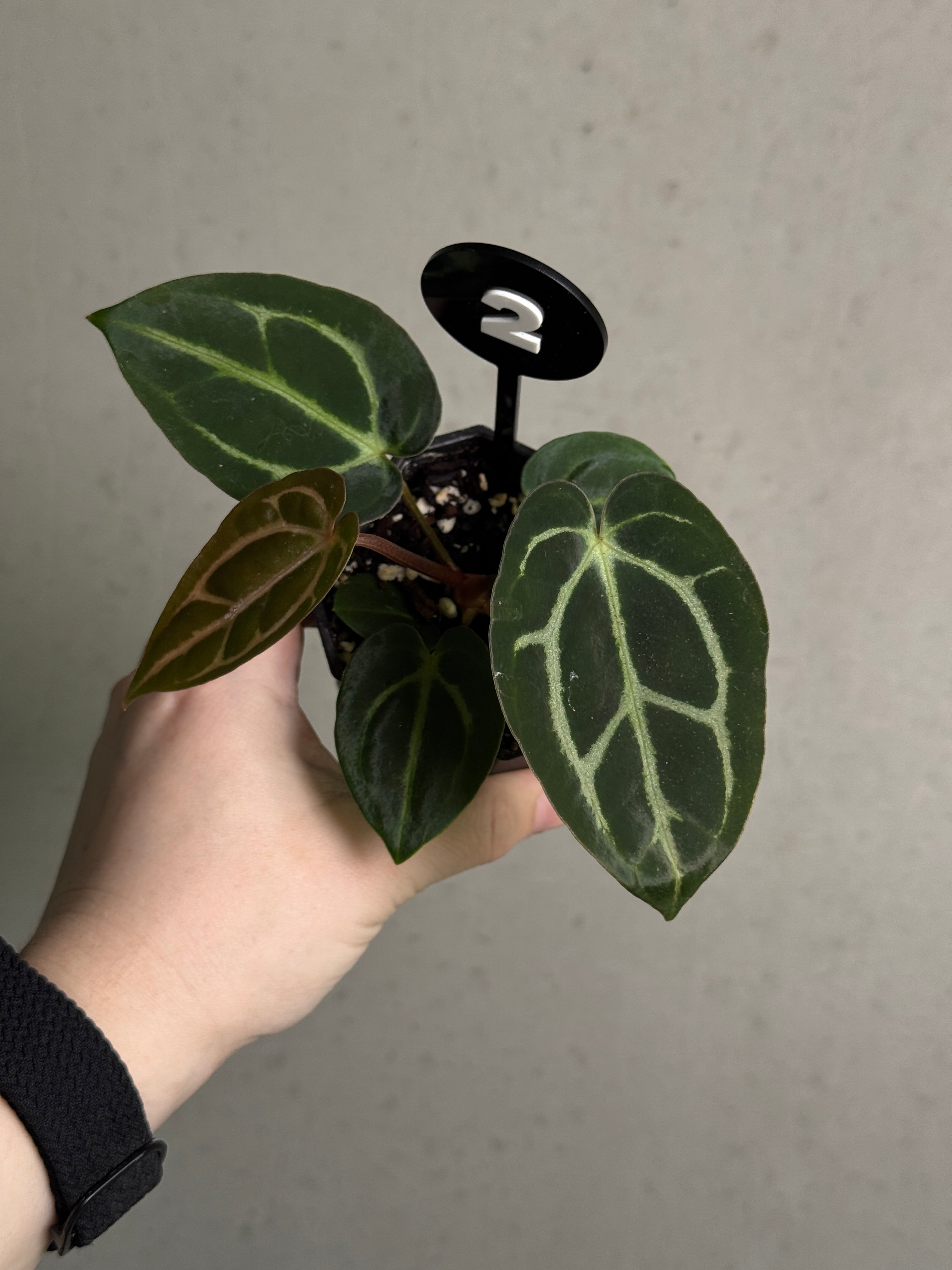 Anthurium Carlablackiae ex WU x RA10 plant with dark glossy leaves and vibrant red flowers, by Crystallinaminum.
