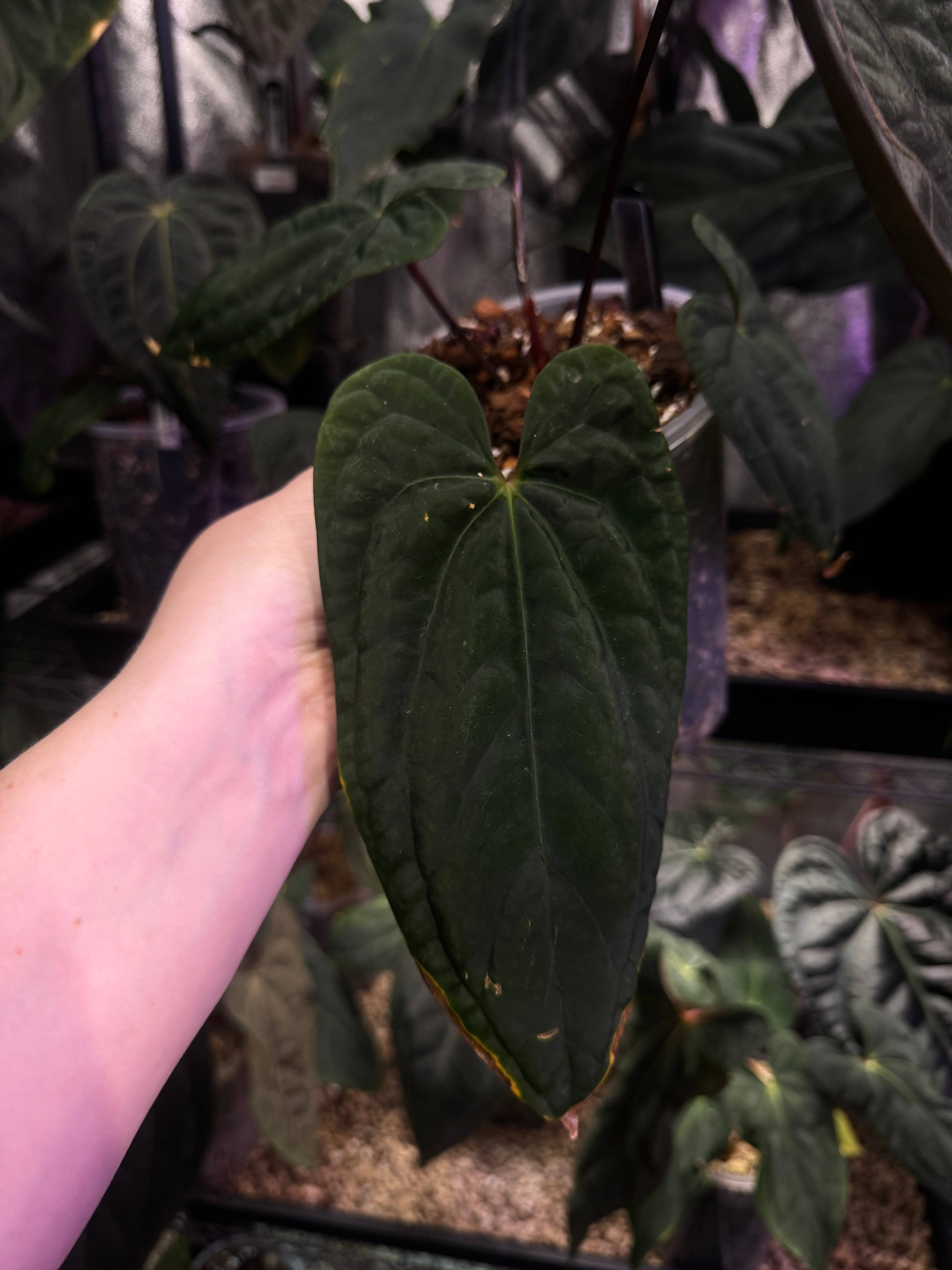 NFS: Anthurium ‘Sherpa’ (Dark Phoenix x RVDP) #2 - SMUKHI