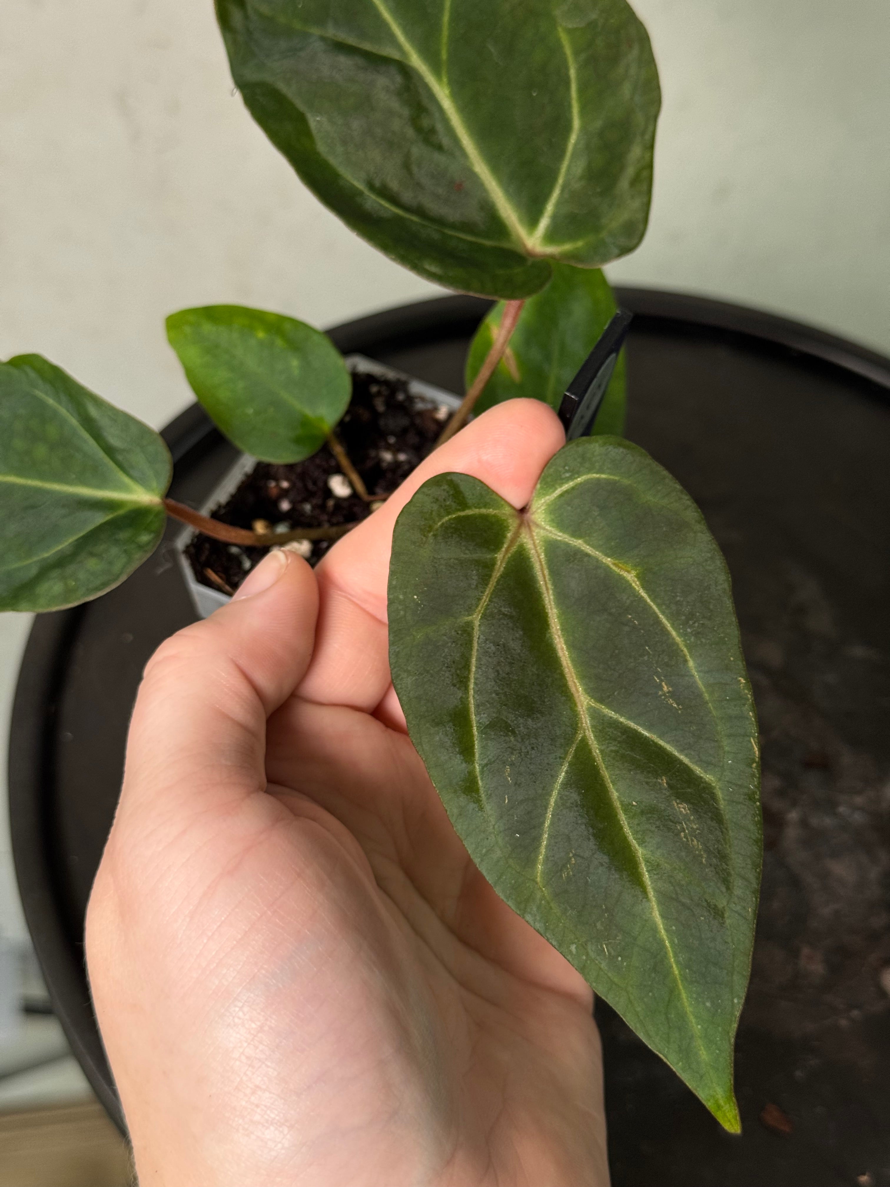 Anthurium Carlablackiae ('Round' x GPH-001) x Portillae 'Dorito'