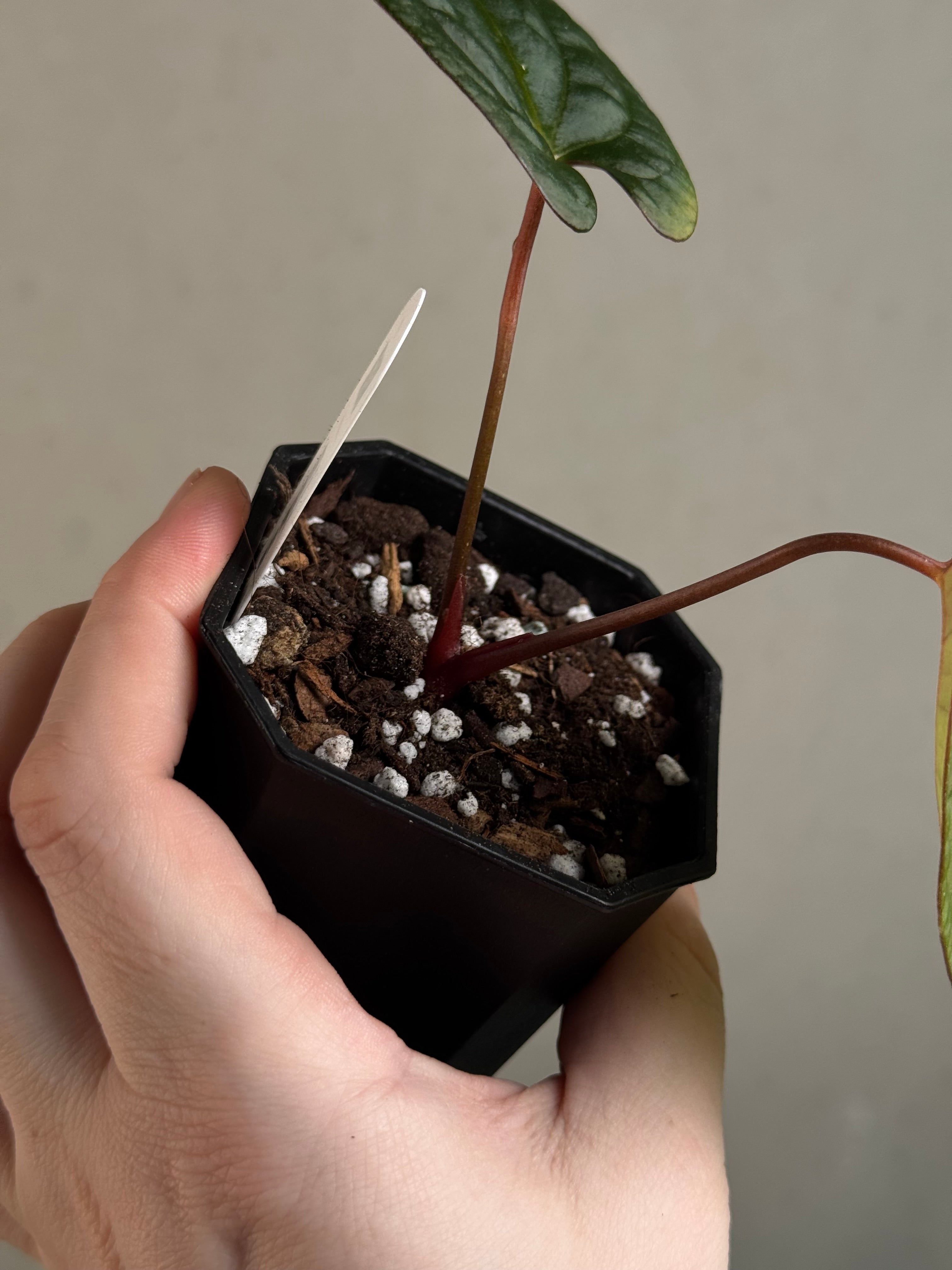 Anthurium Fort Sherman x Red Vein Dark Phoenix - Clone