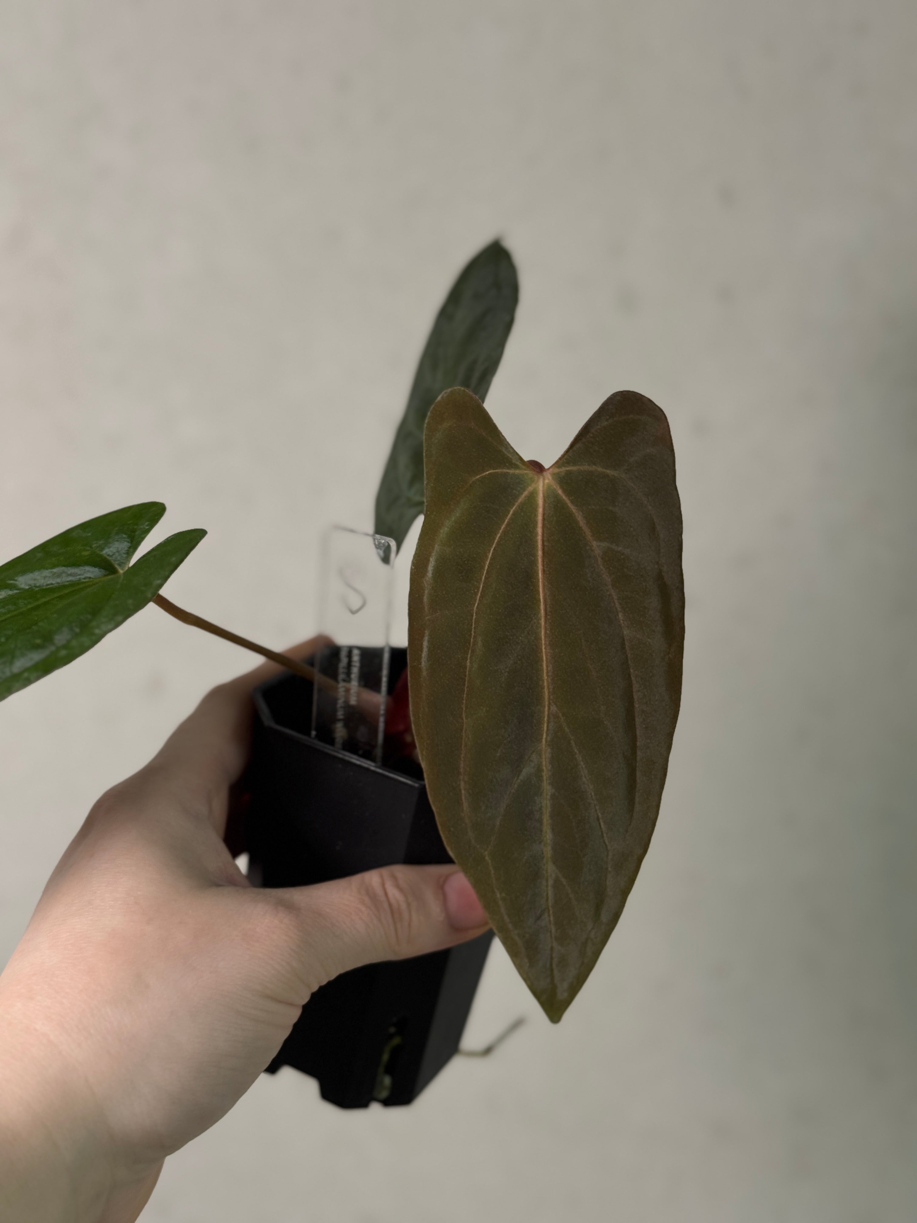 Anthurium Papillilaminum 'Marie' - OG Clone