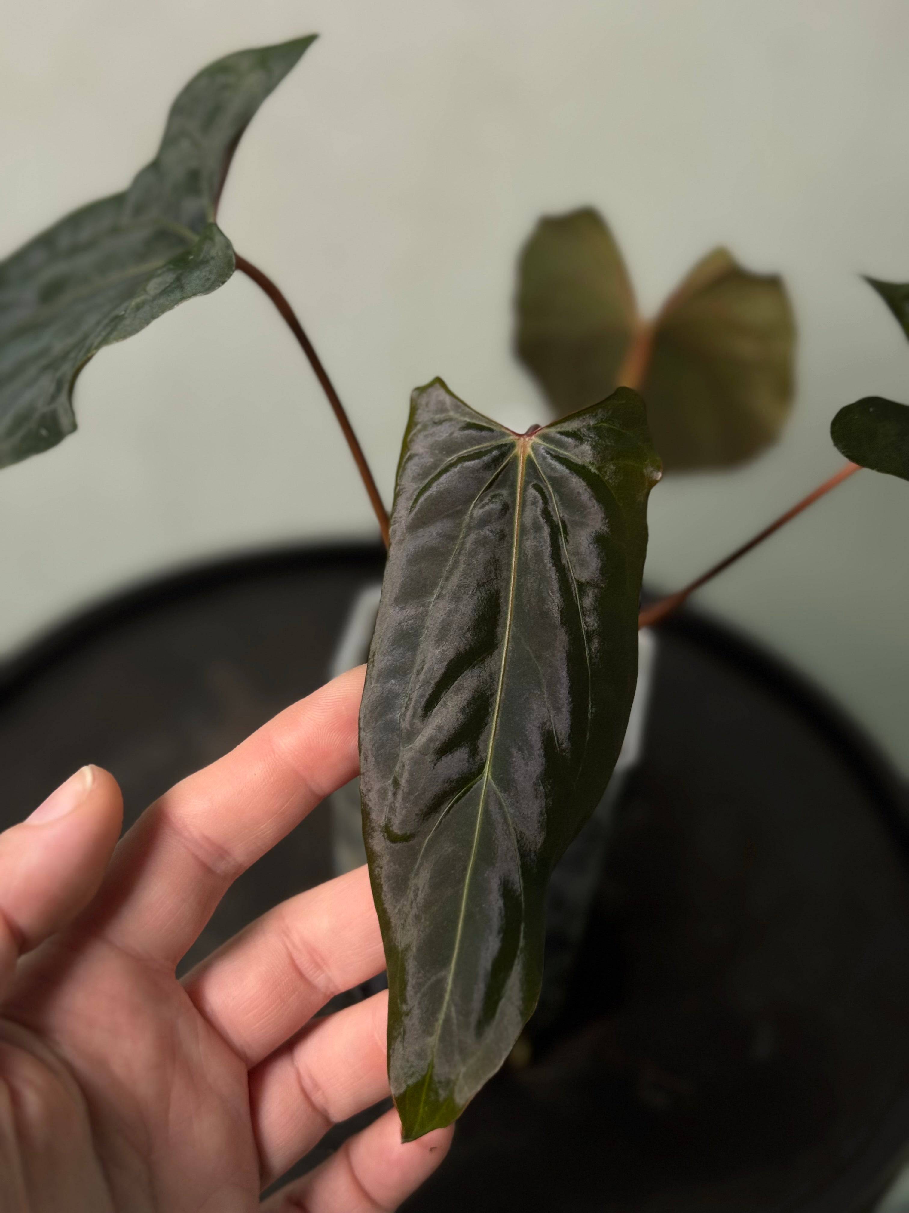Anthurium Ralph Lynam S1 clone plant from SMUKHI with glossy green leaves and vibrant red spathes, potted in a decorative container.