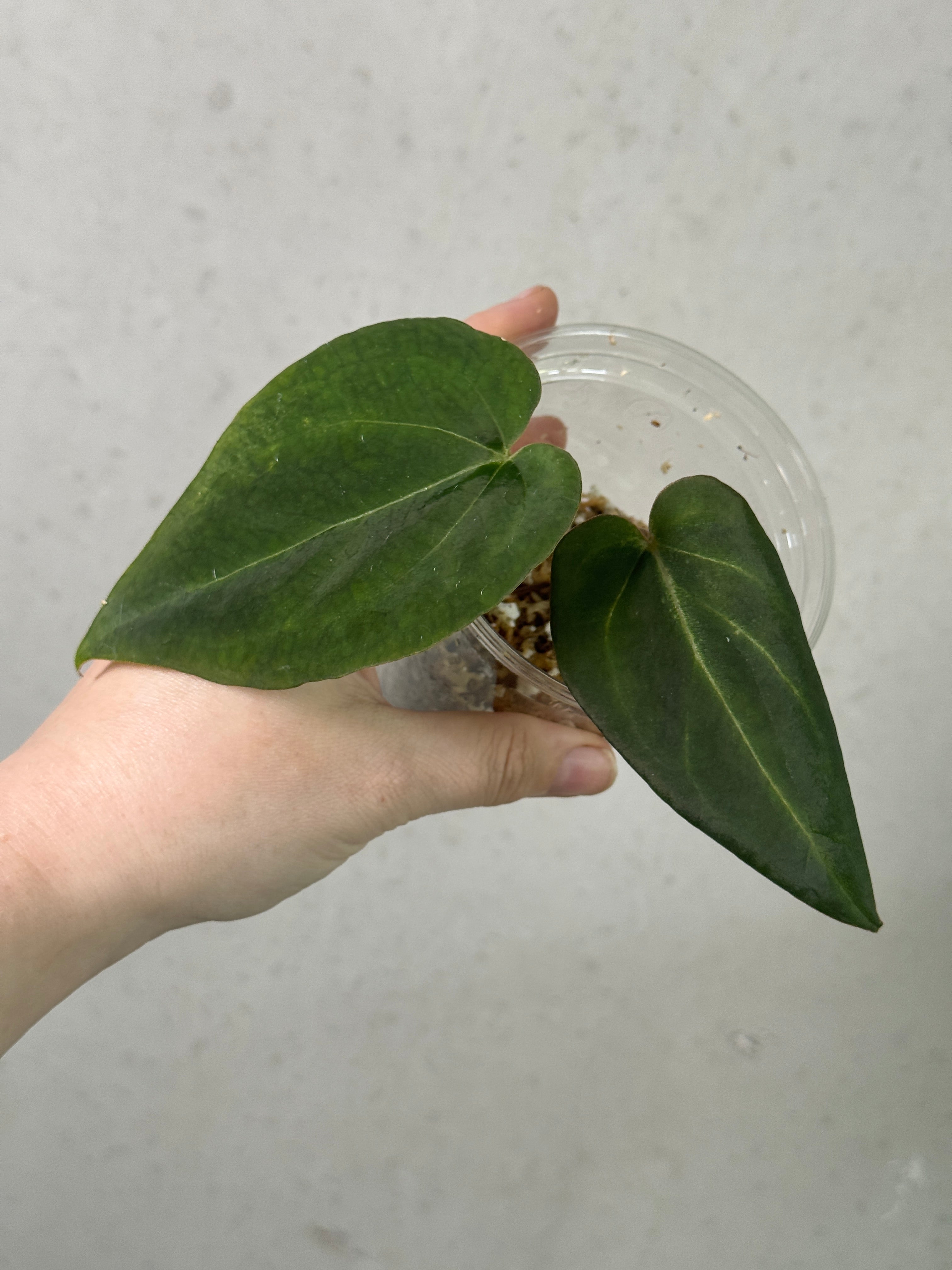 Anthurium Black Widow clone plant by DocBlock featuring dark, glossy leaves and vibrant spathes in a lush green pot.
