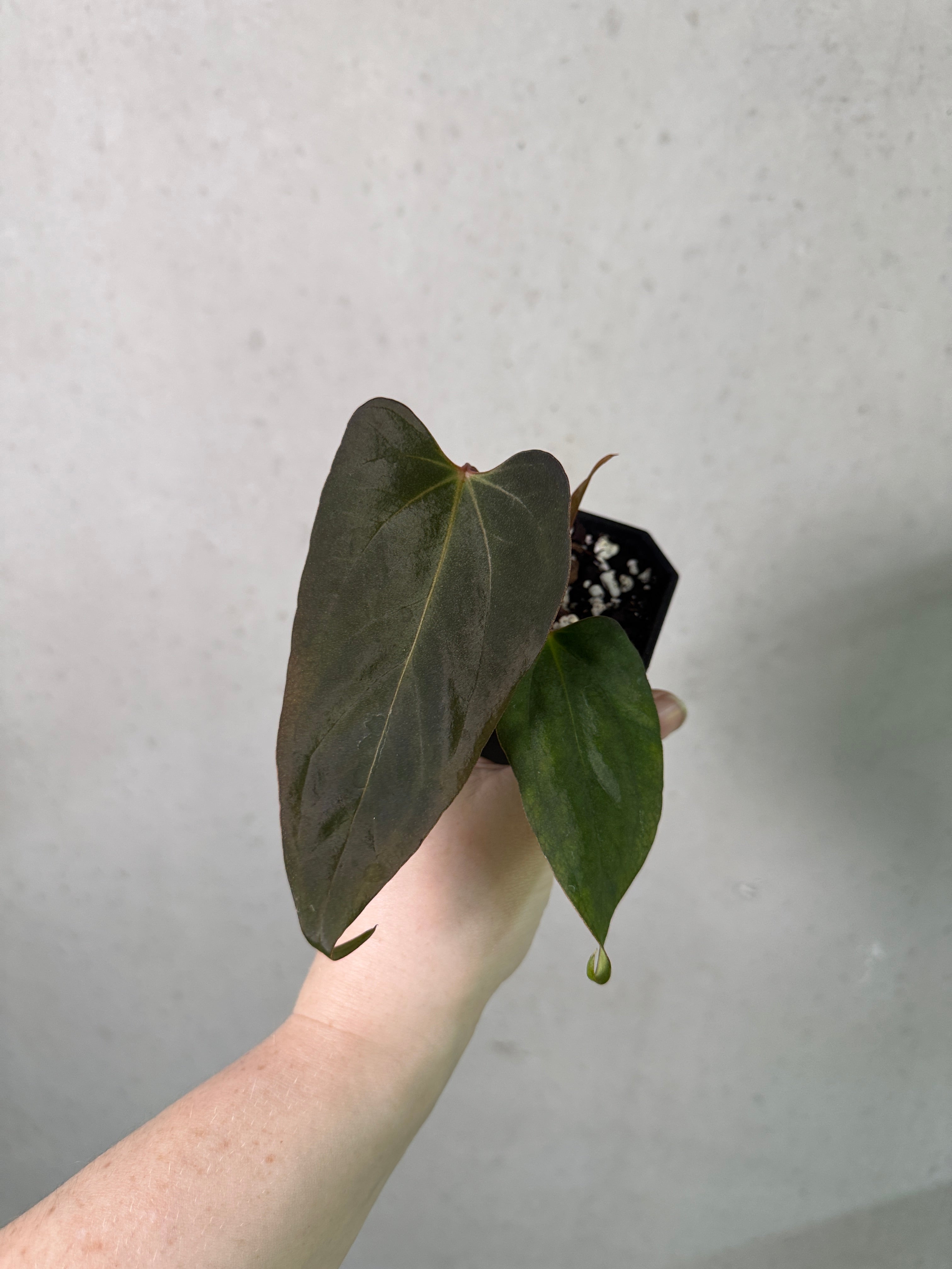 Smukhi Anthurium plant, value grade, healthy green leaves with vibrant red spathes, displayed in a pot.