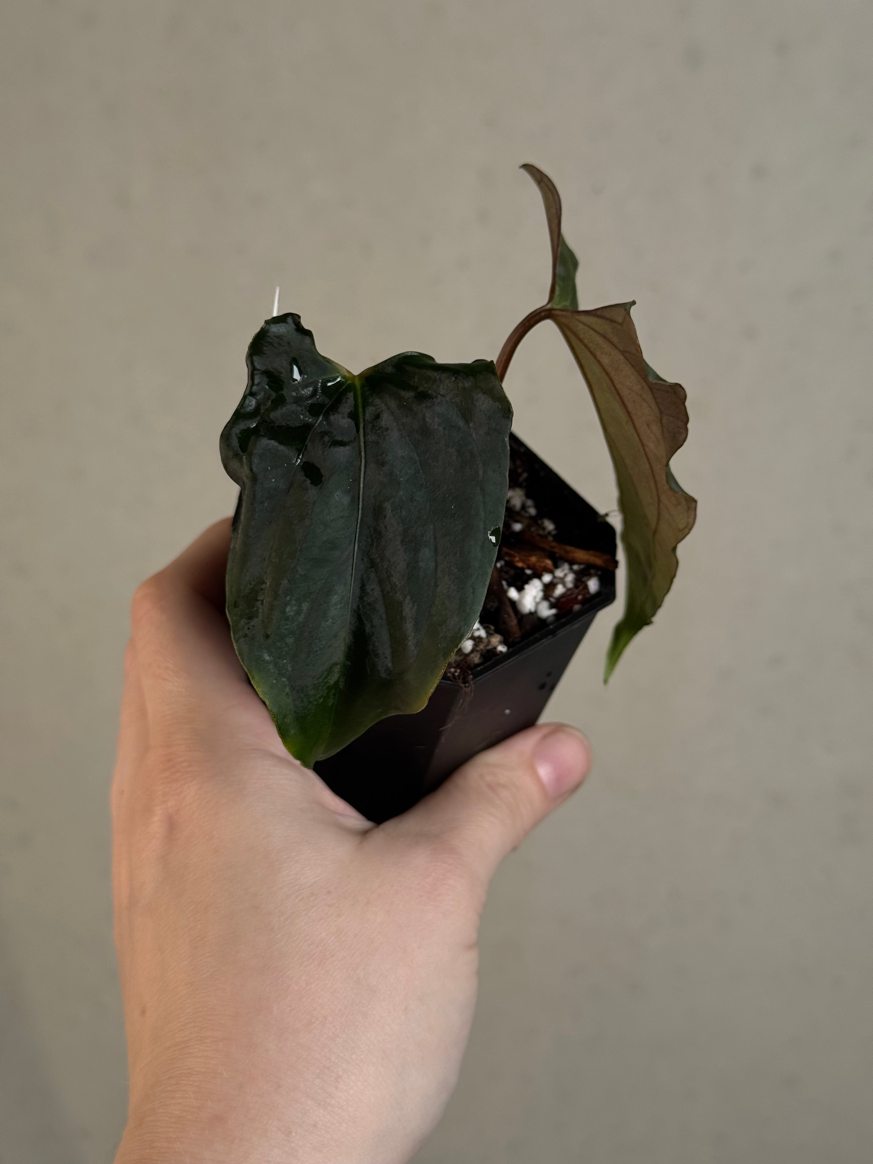 Anthurium Ralph Lynam x self - Clone - Pre-order