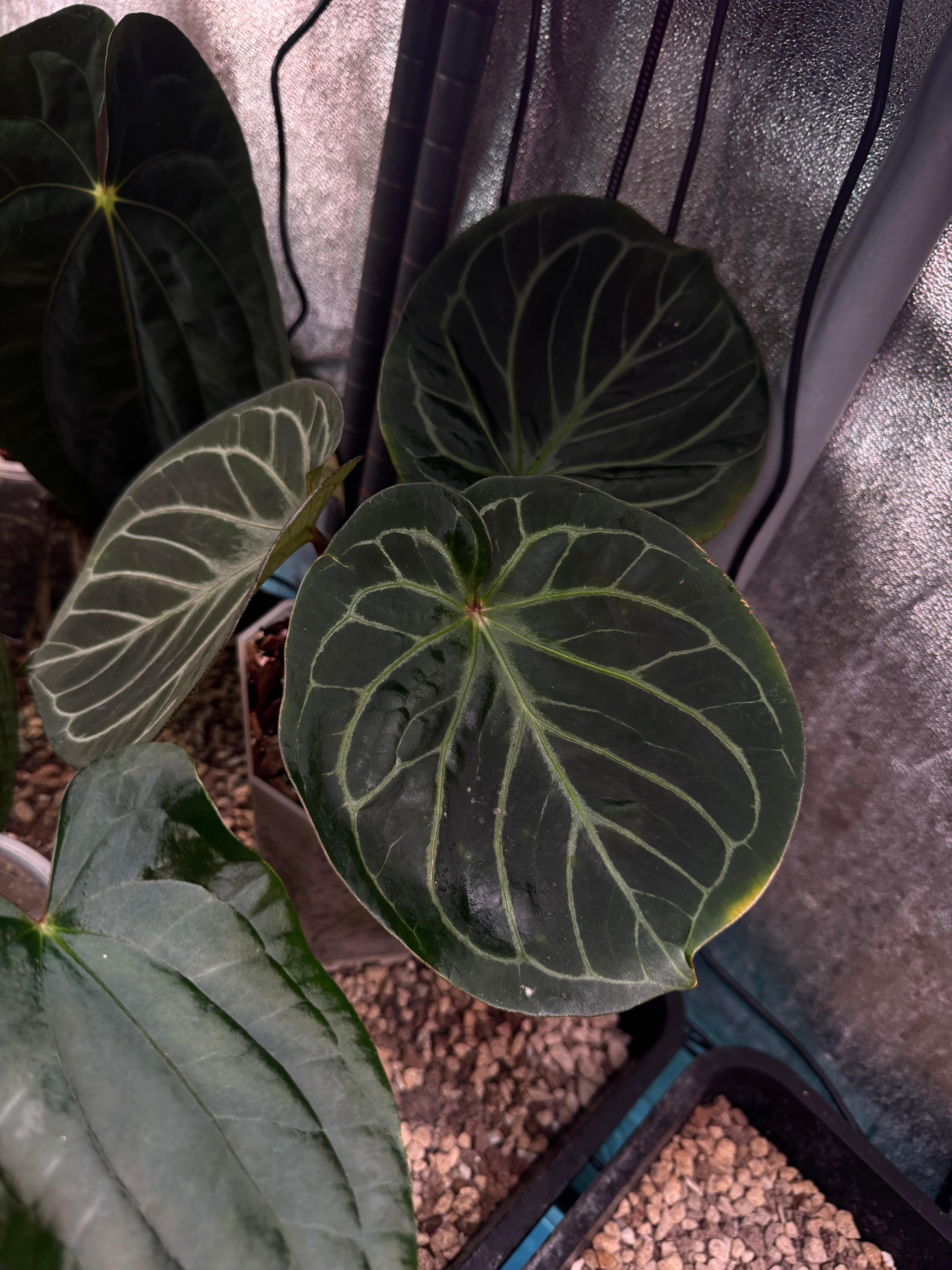 NFS: Anthurium HU x Red Crystallinum - SMUKHI