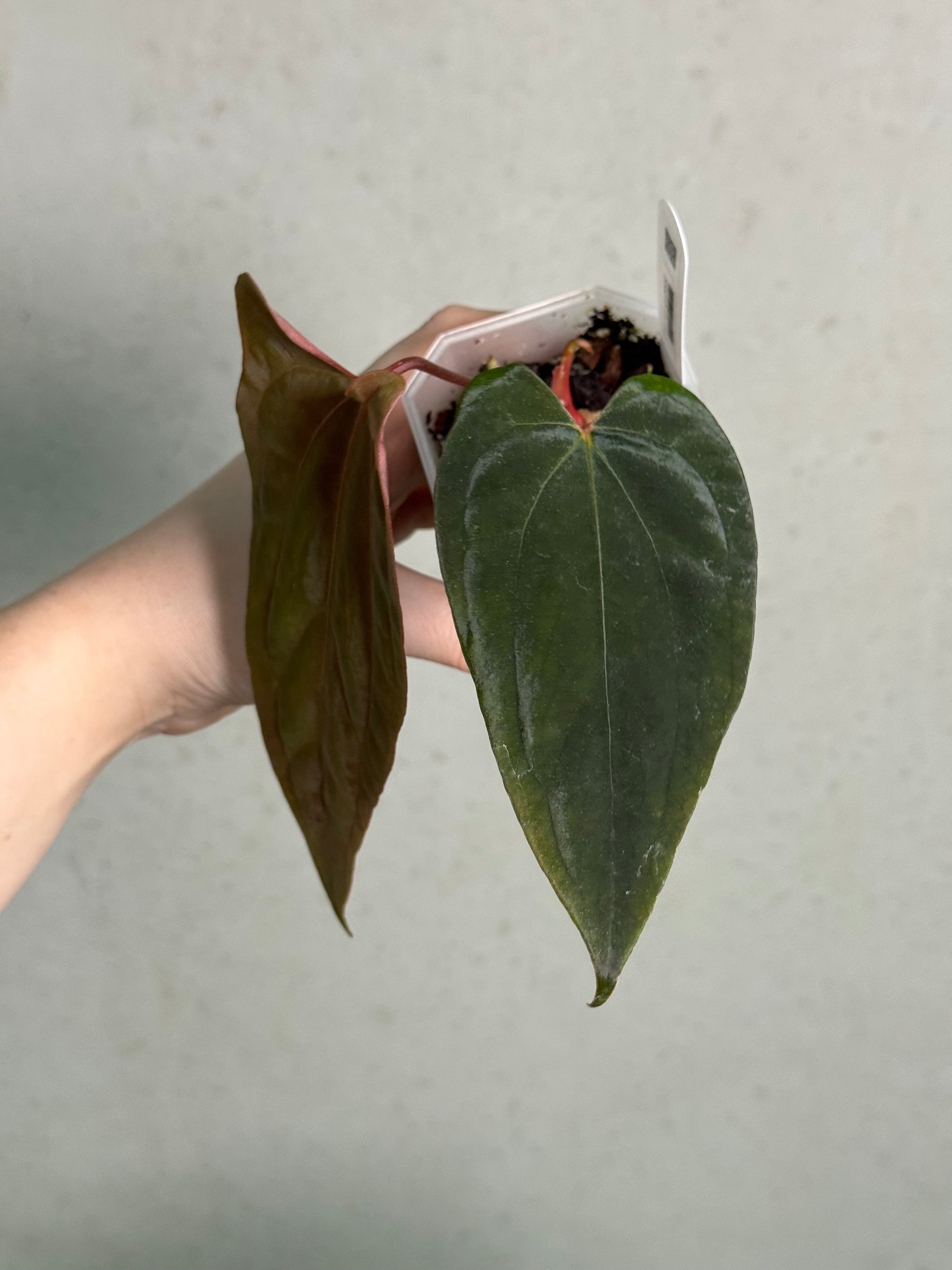 Anthurium Ralph Lynam x Fort Sherman (JV) - Clone - SMUKHI