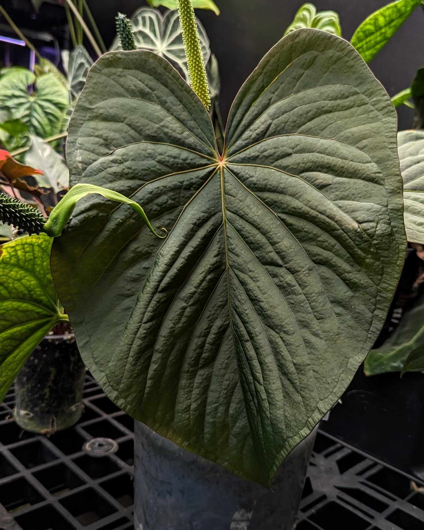 Anthurium Kunayalense F1 - SMUKHI