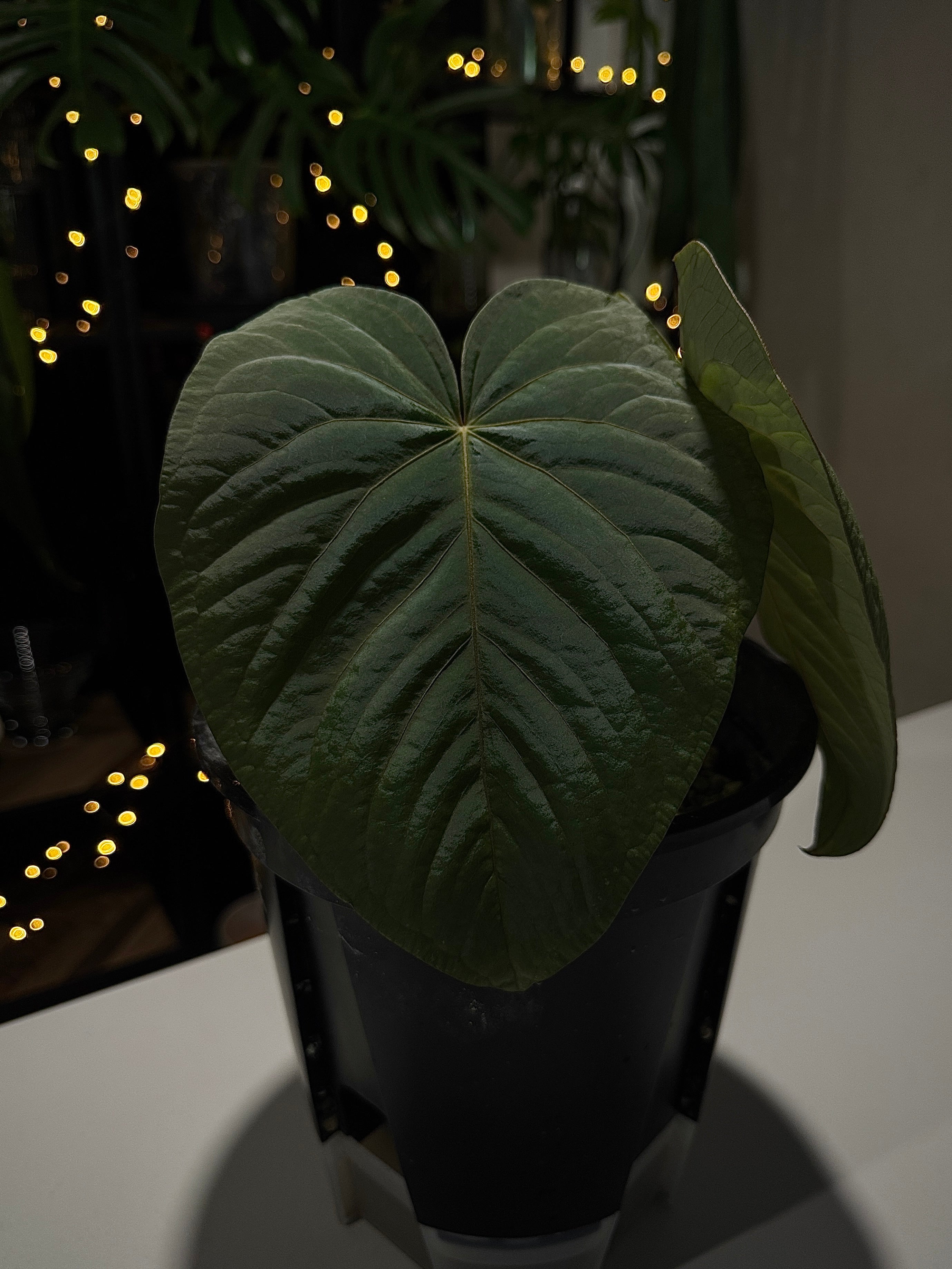 NFS: Anthurium Kunayalense F1
