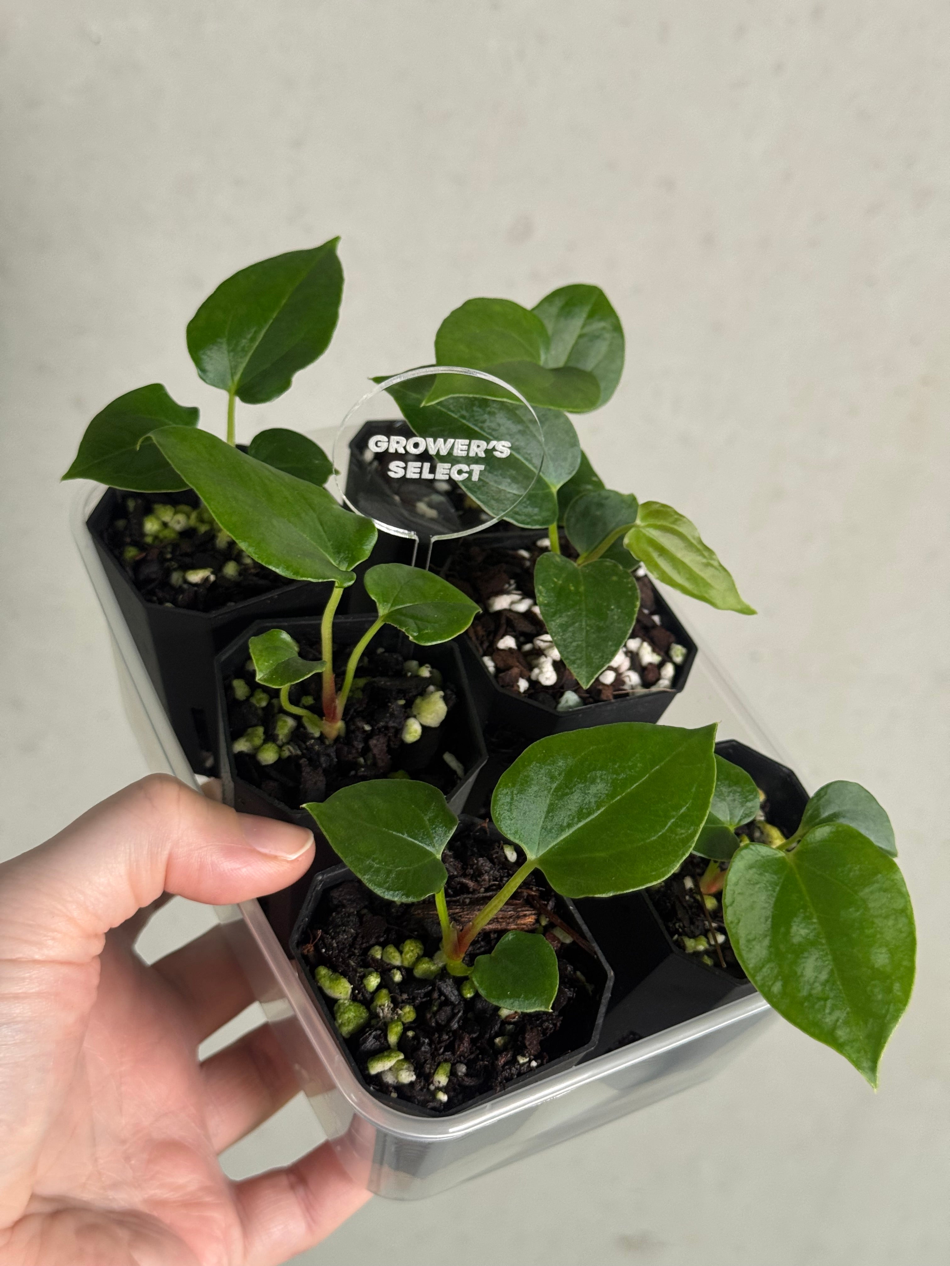 Anthurium (Fort Sherman x self) x (Ralph Lynam x Fort Sherman) - SMUKHI