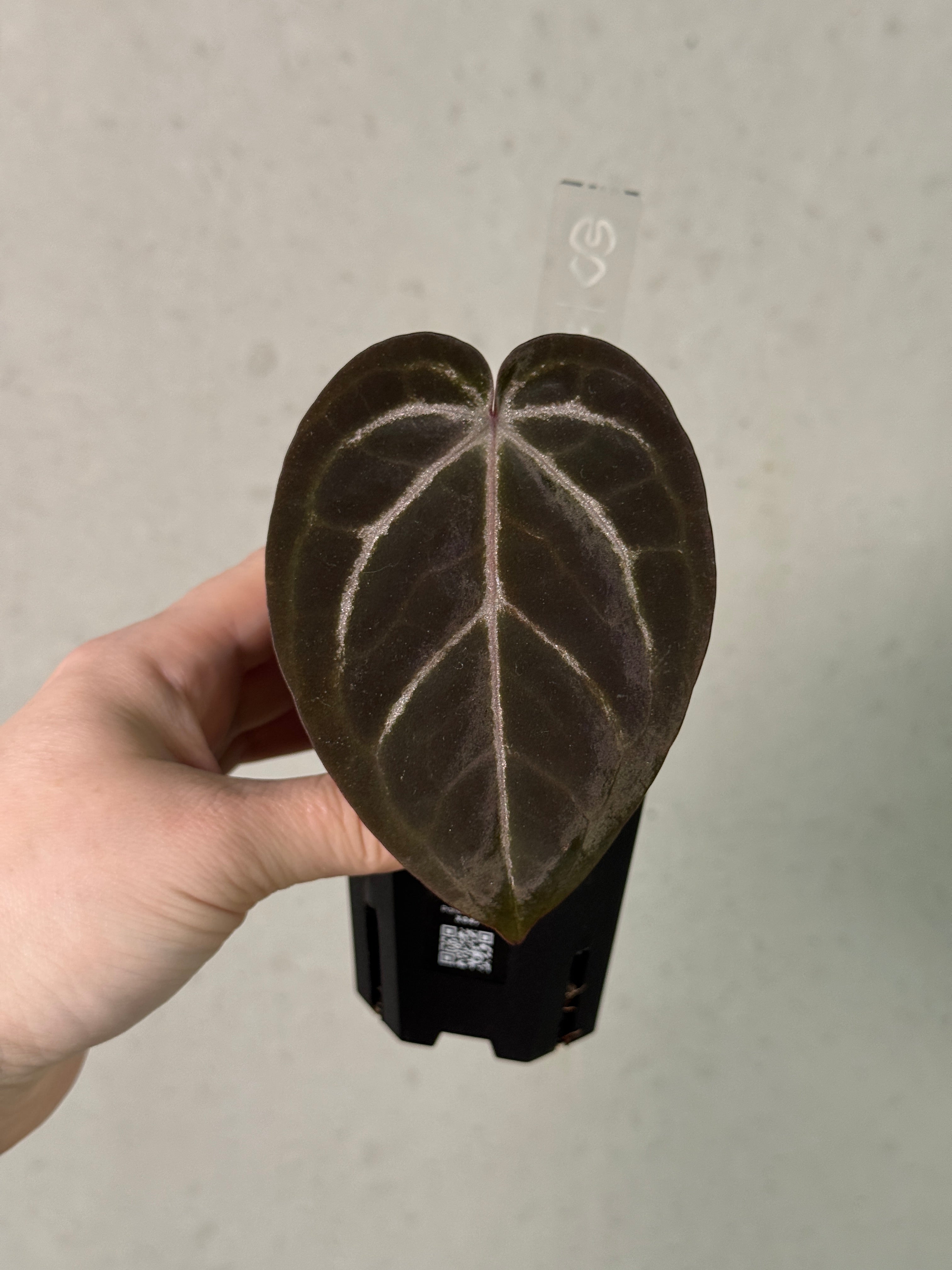 Anthurium Red Velvet Cake '24' x Home, Sweet Home '32' - Clone