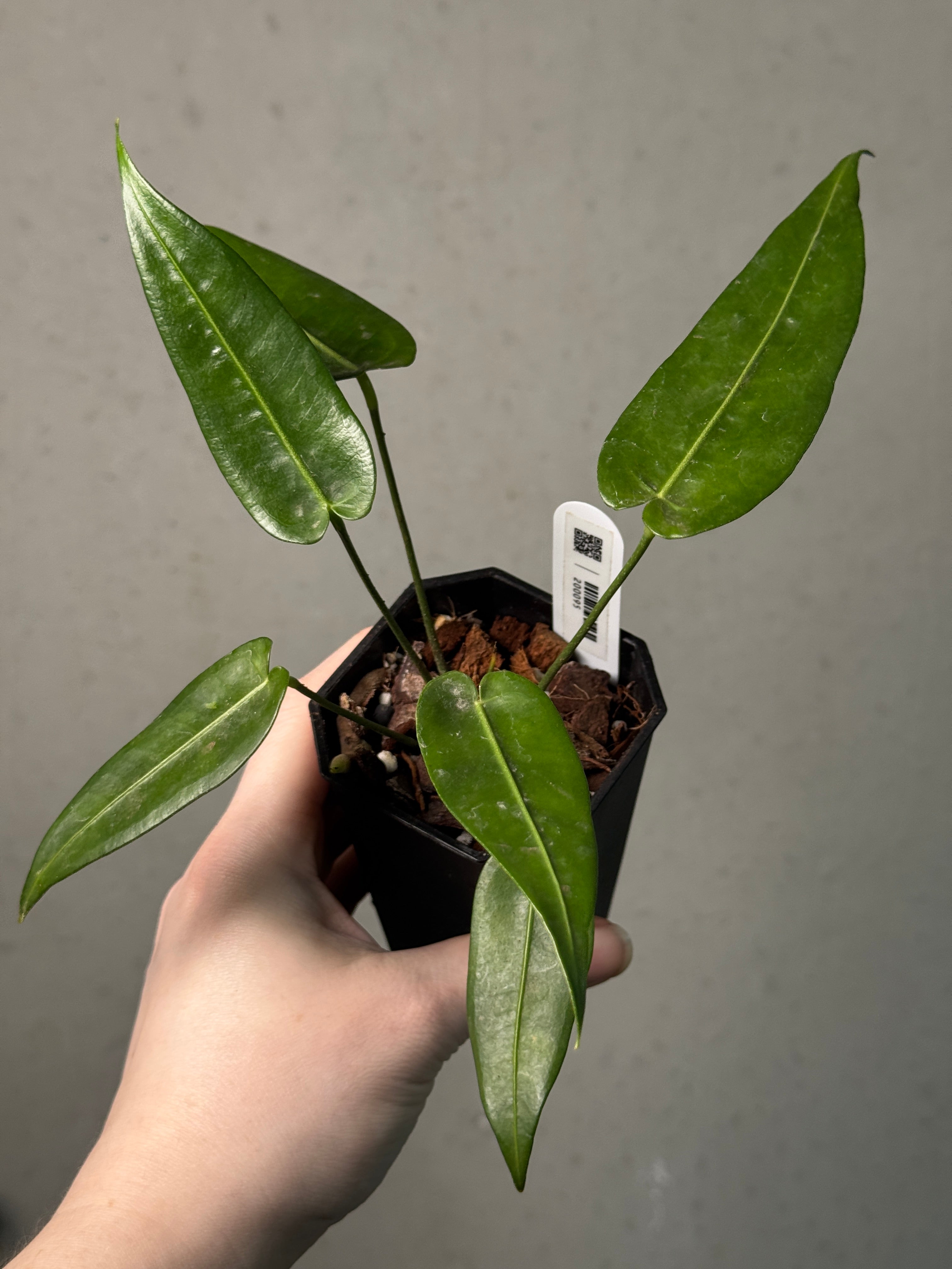 Anthurium Timplowmanii - SMUKHI