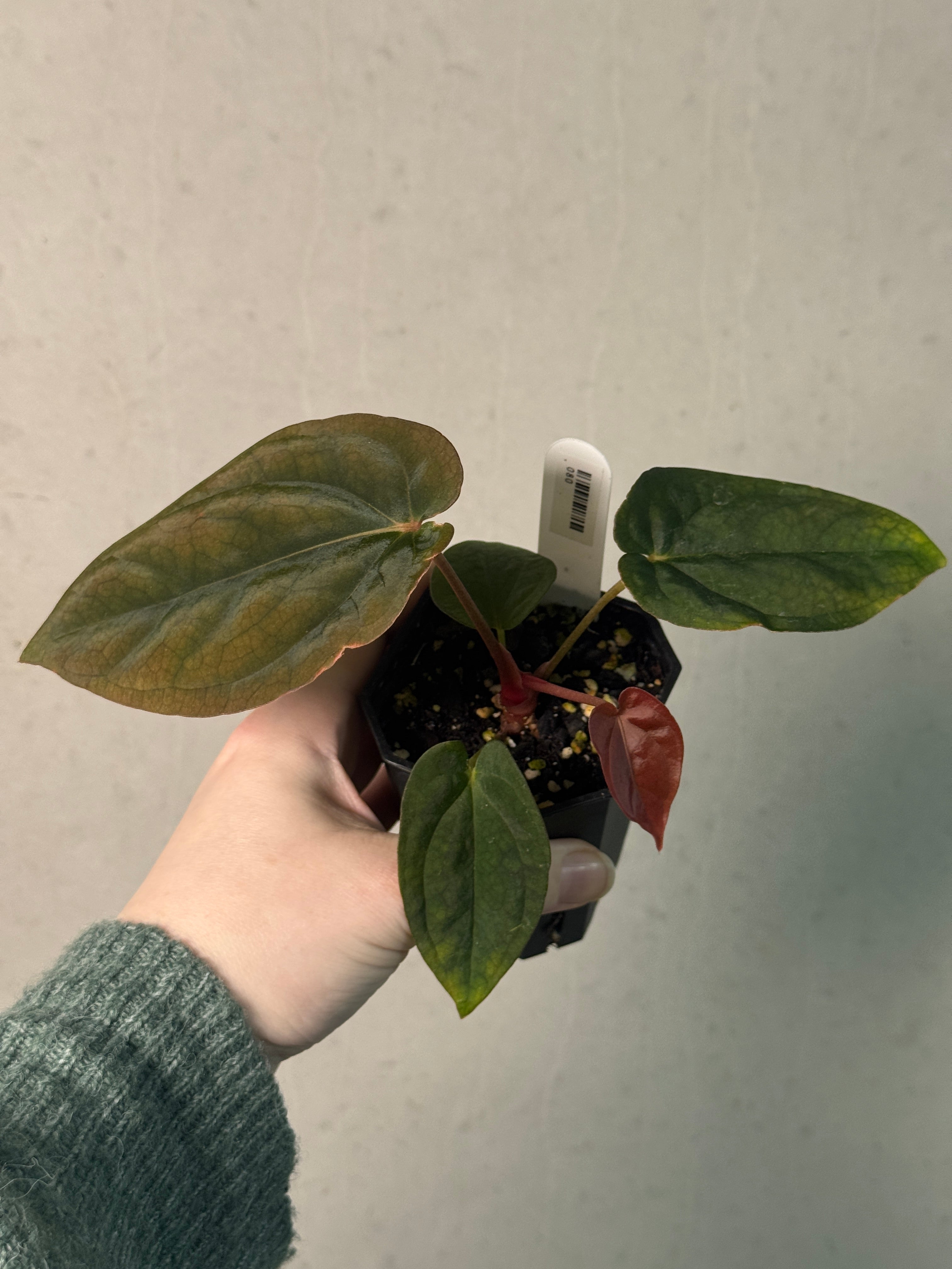 Anthurium BVEP 'Round' x 'Felix' - Clone - SMUKHI