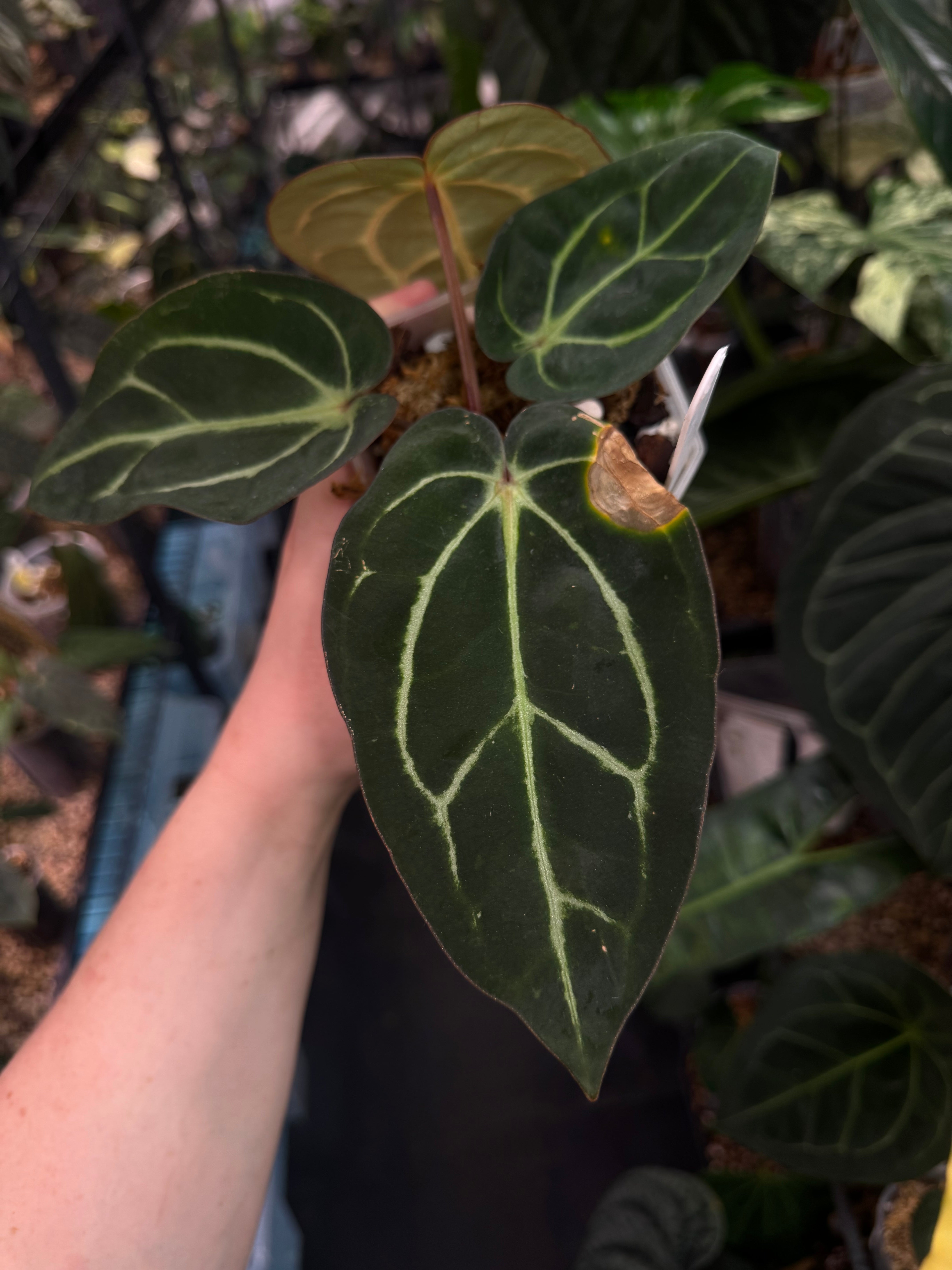 Anthurium Carlablackiae (RA4 x RA1) x OG1