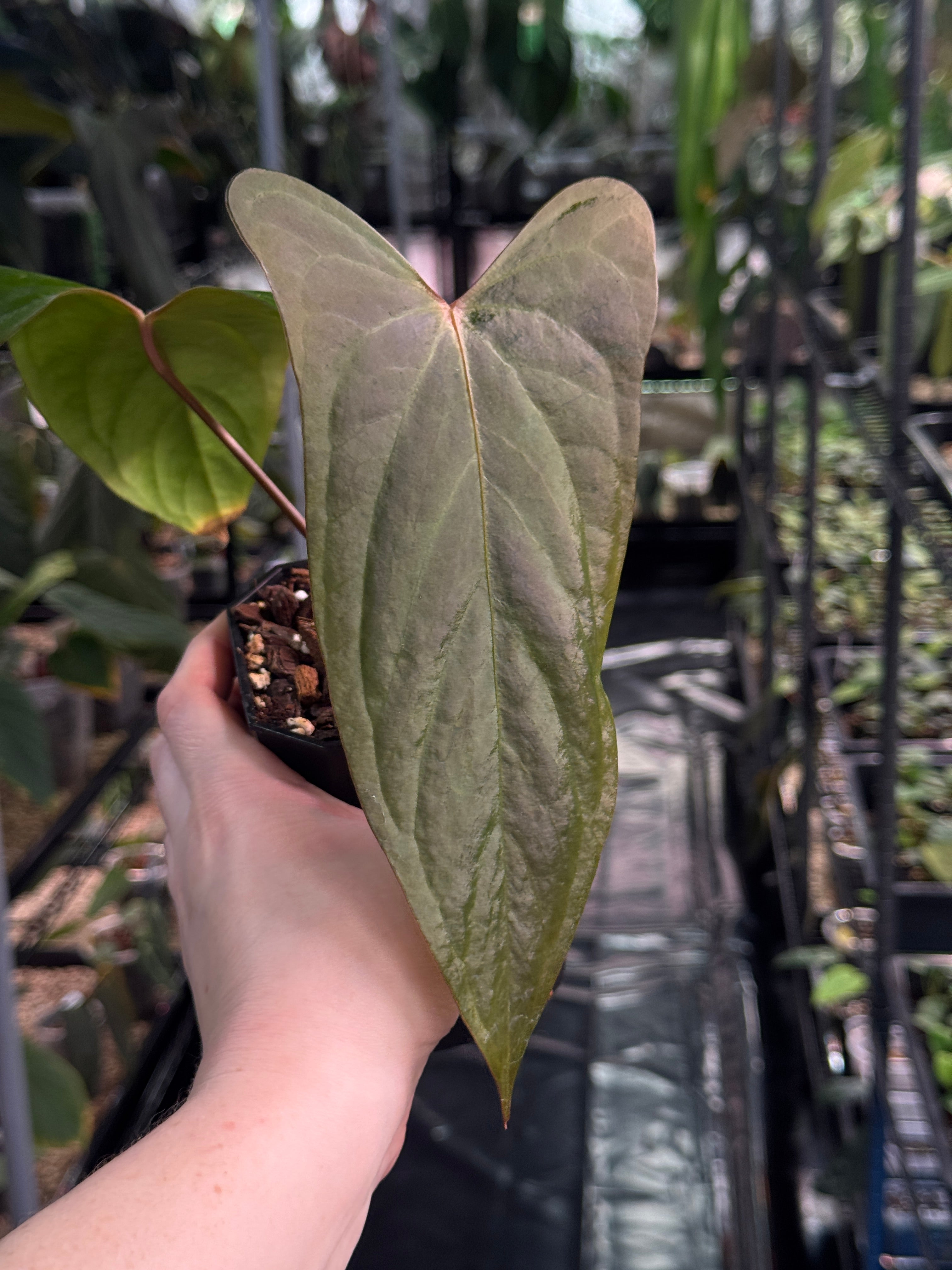 Anthurium Papillilaminum Ree Gardens x sp Napo