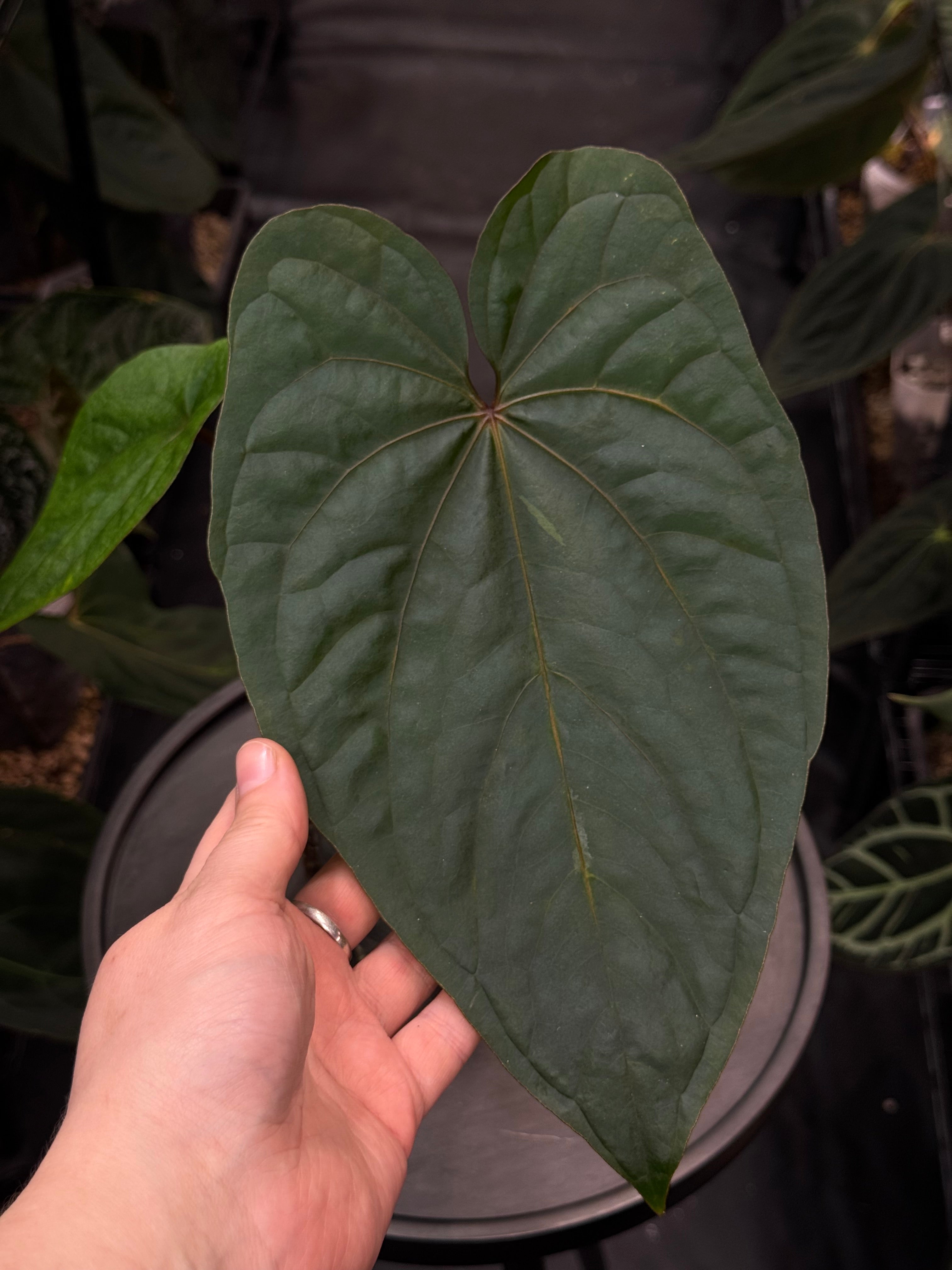 Anthurium Circus Peanuts