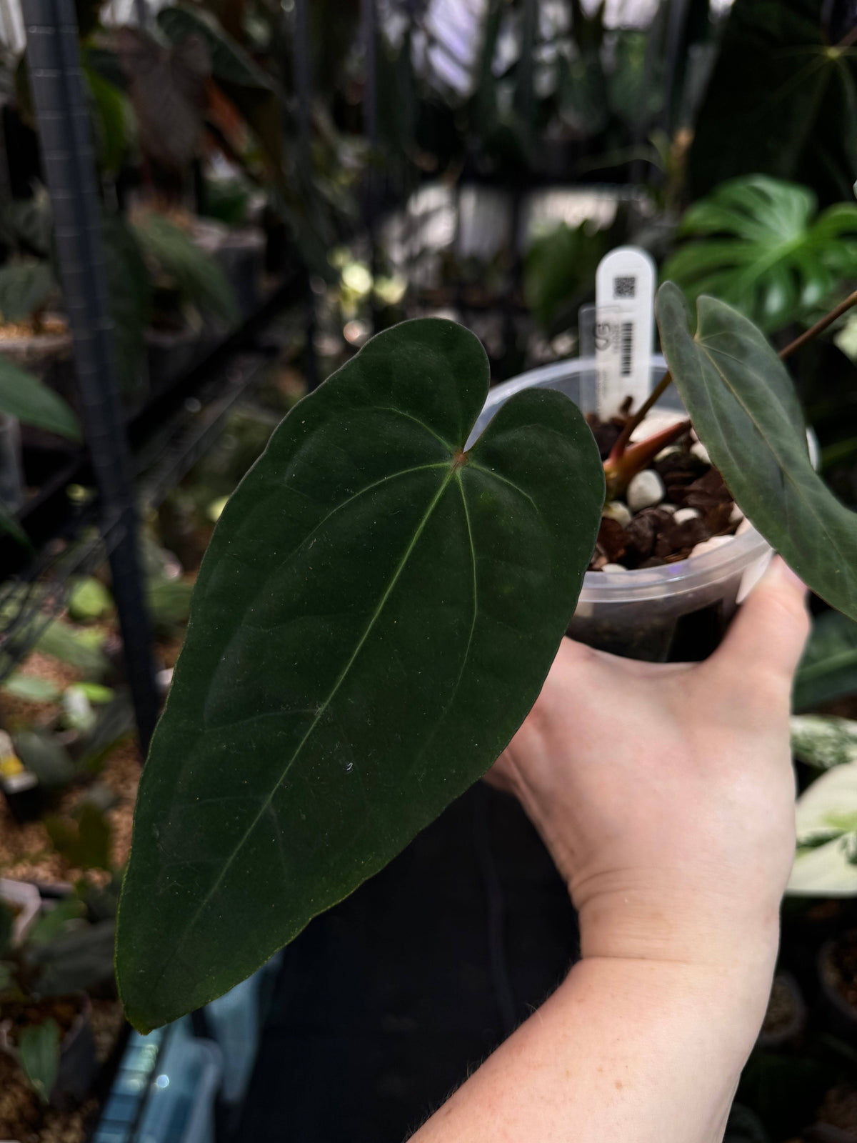 Anthurium Portillae NSE x Dressleri NSE plant with lush green leaves and vibrant flowers, displayed in a pot.