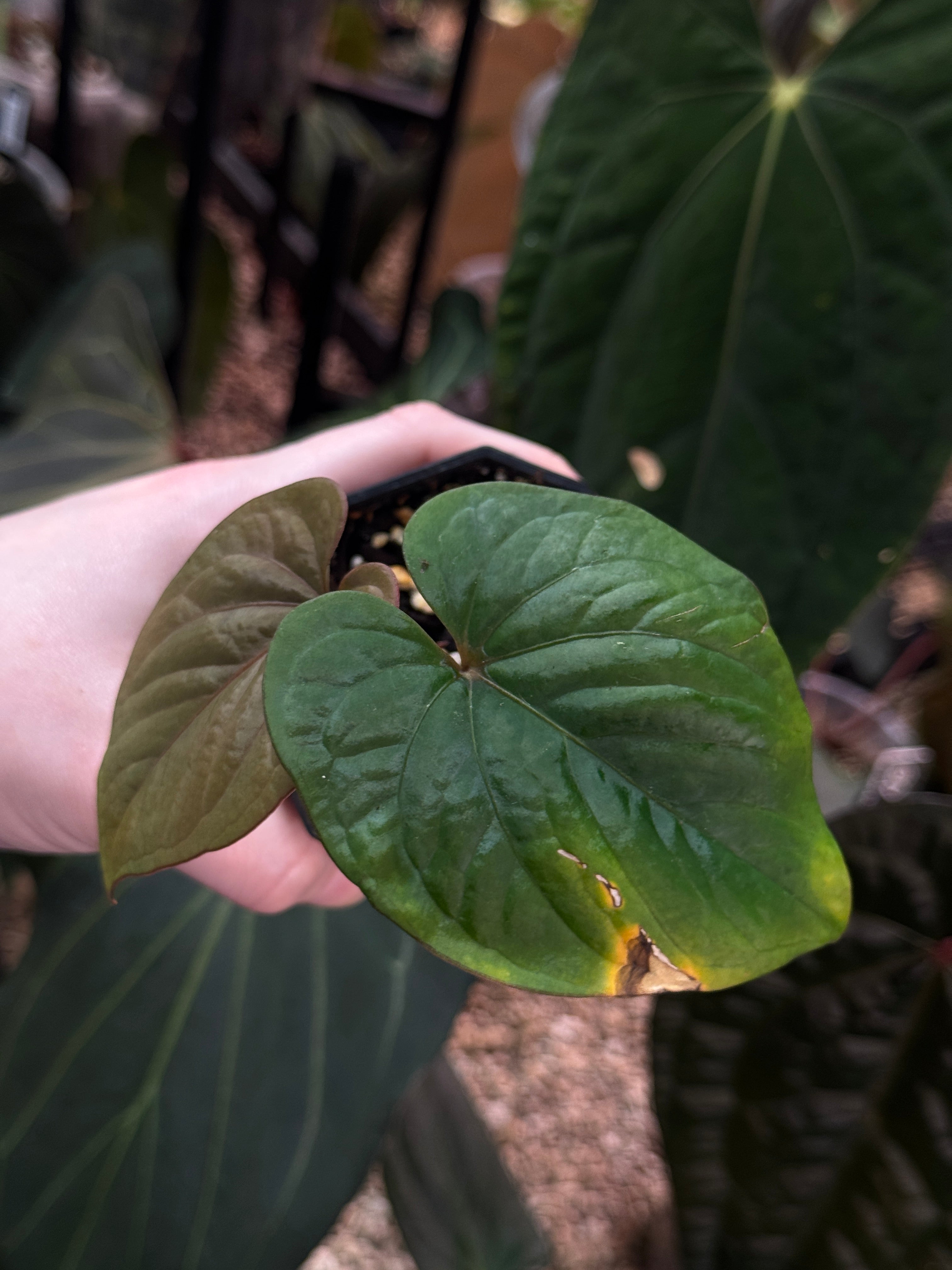 Anthurium Kunayalense F1 - Cutting - SMUKHI