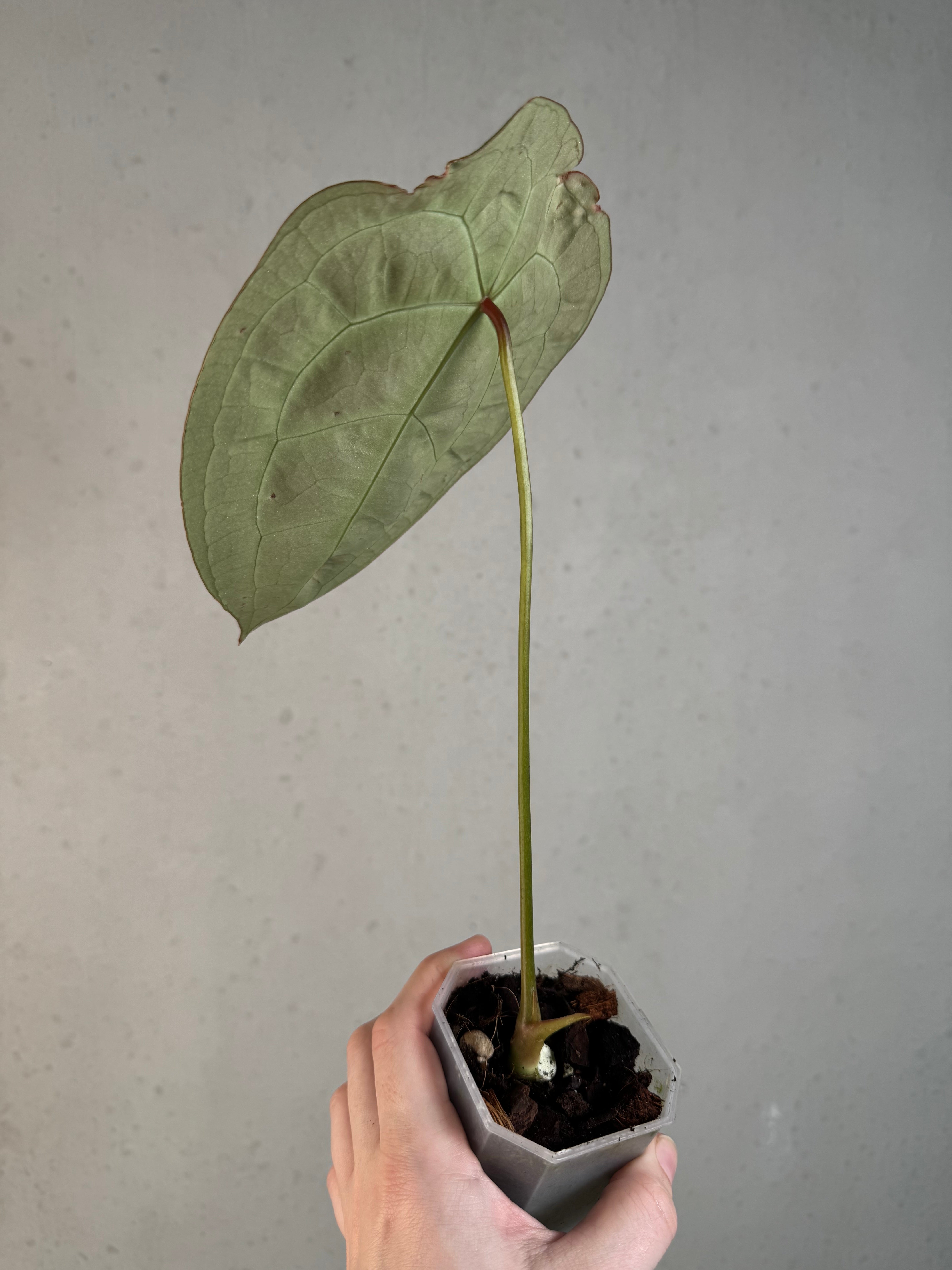 B-Grade/Sad Plants - Various Plants