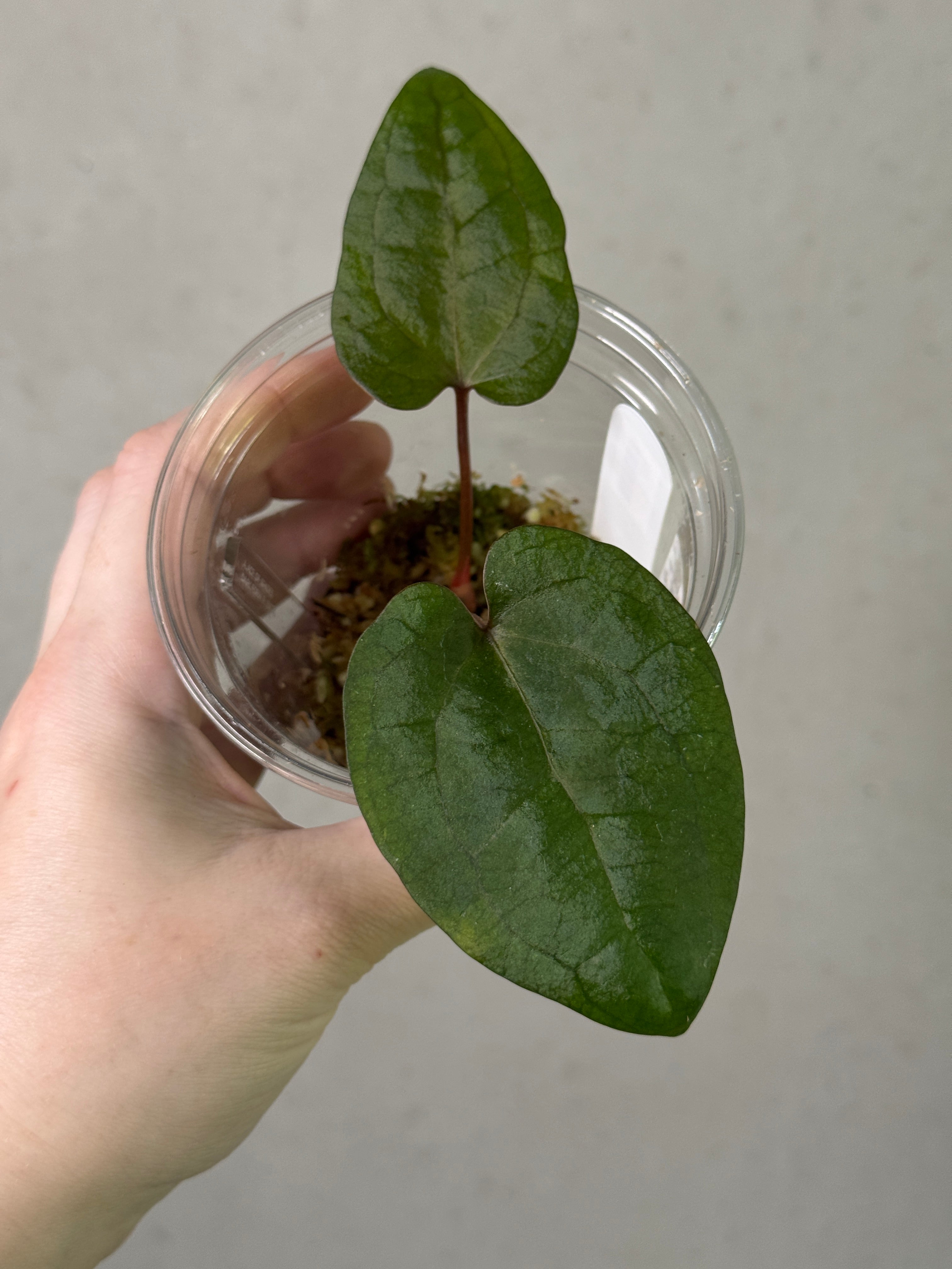 Anthurium Ace of Spades F1 plant by SMUKHI, featuring dark glossy leaves and distinctive spade-shaped spathes.