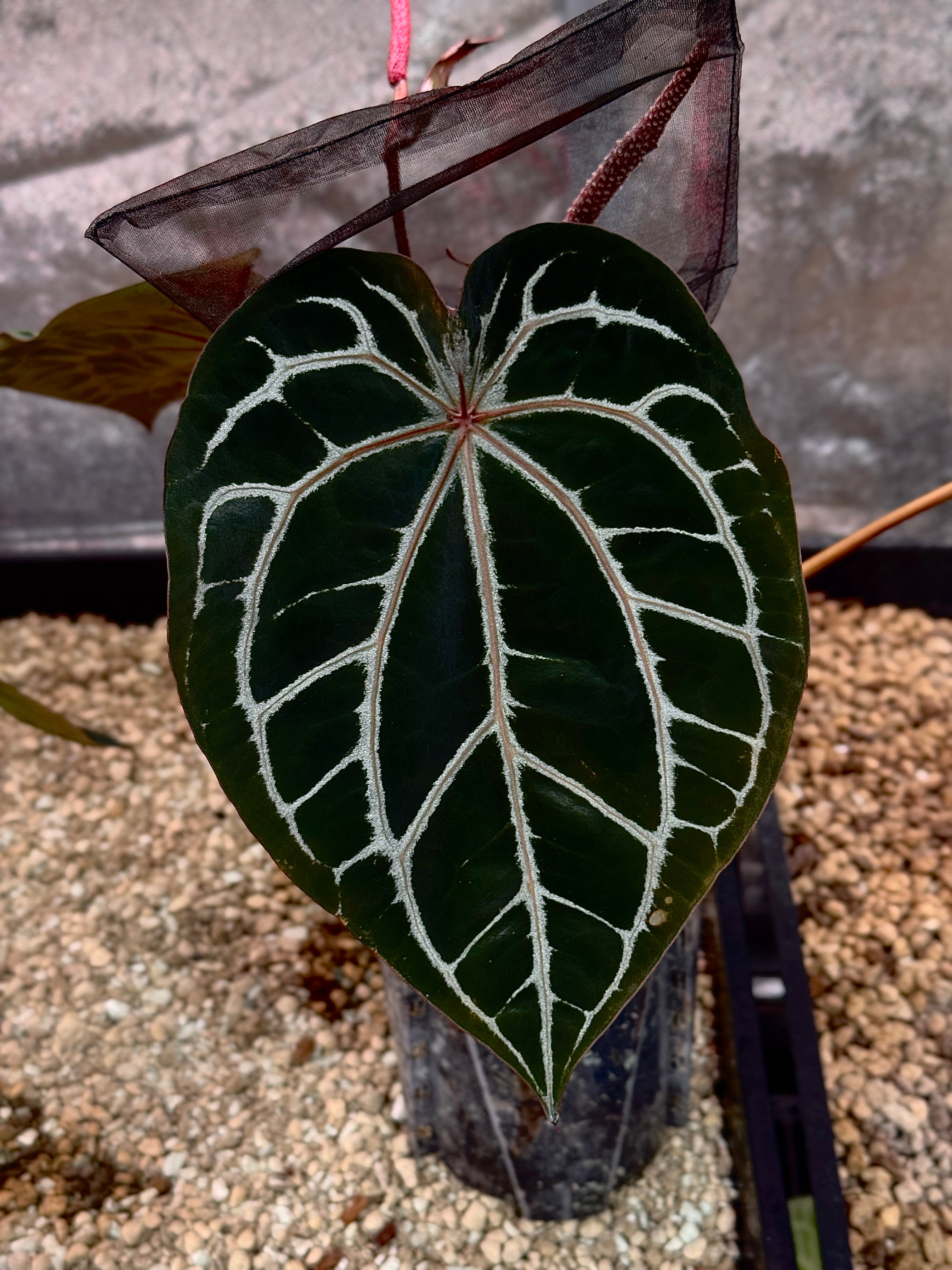 NFS: Anthurium noID / Lost Tag