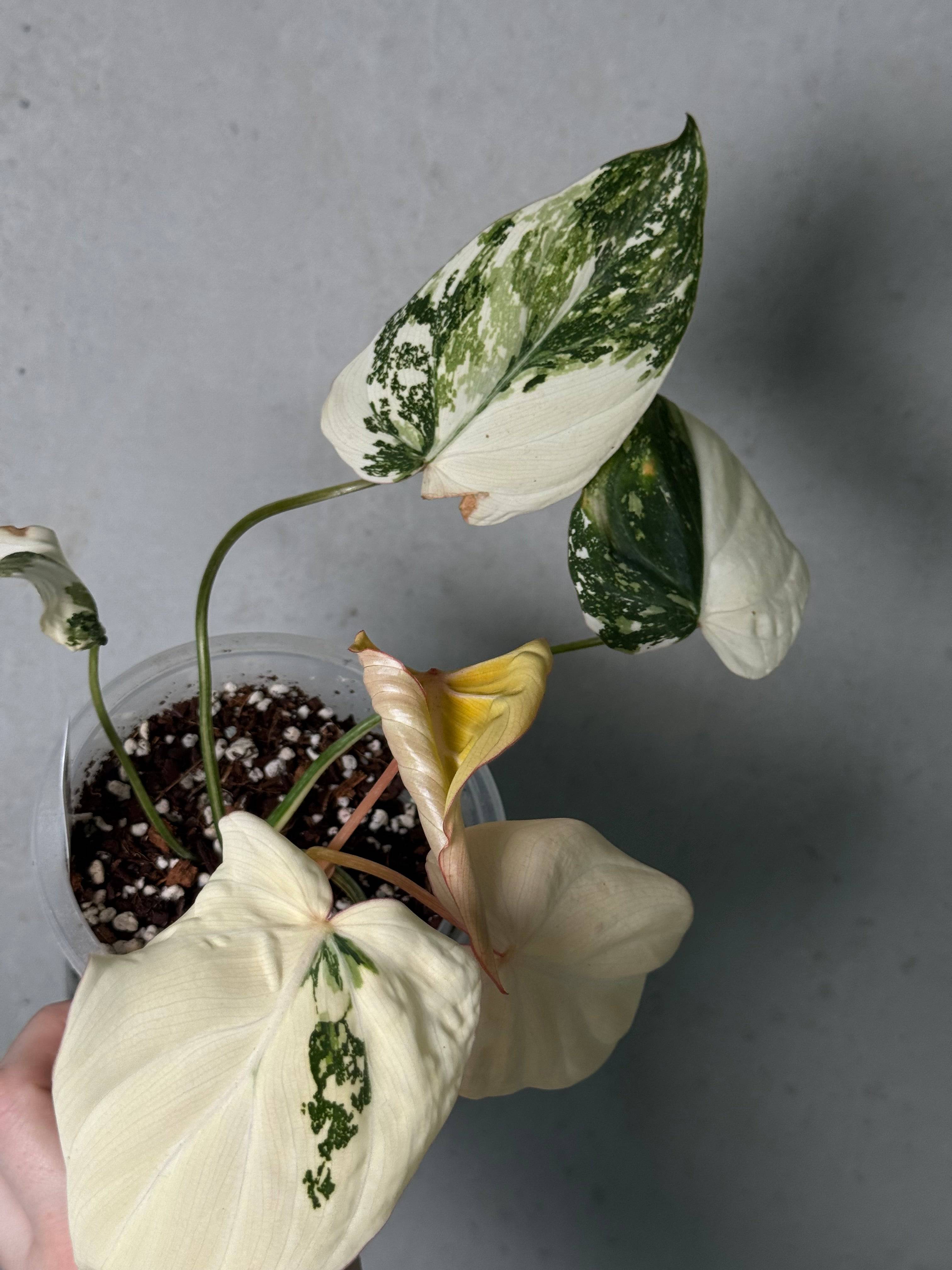 Philodendron Gloriosum Tricolor - SMUKHI